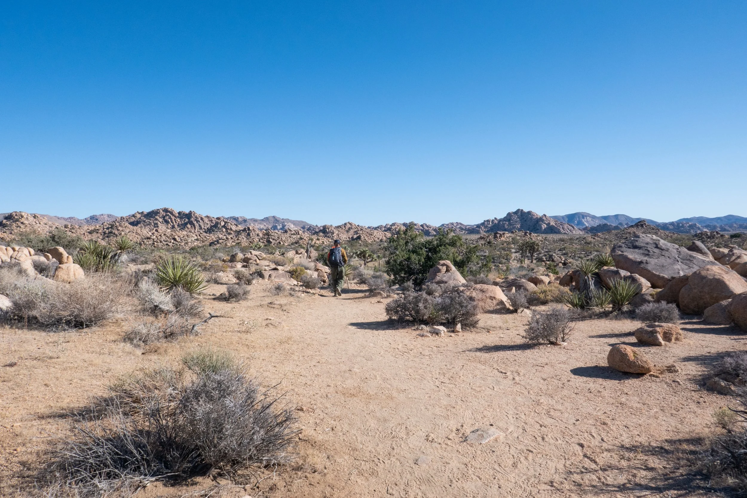Joshua Tree National Park, Boy Scout Trail, 8 Miles RT, November 9, 2023