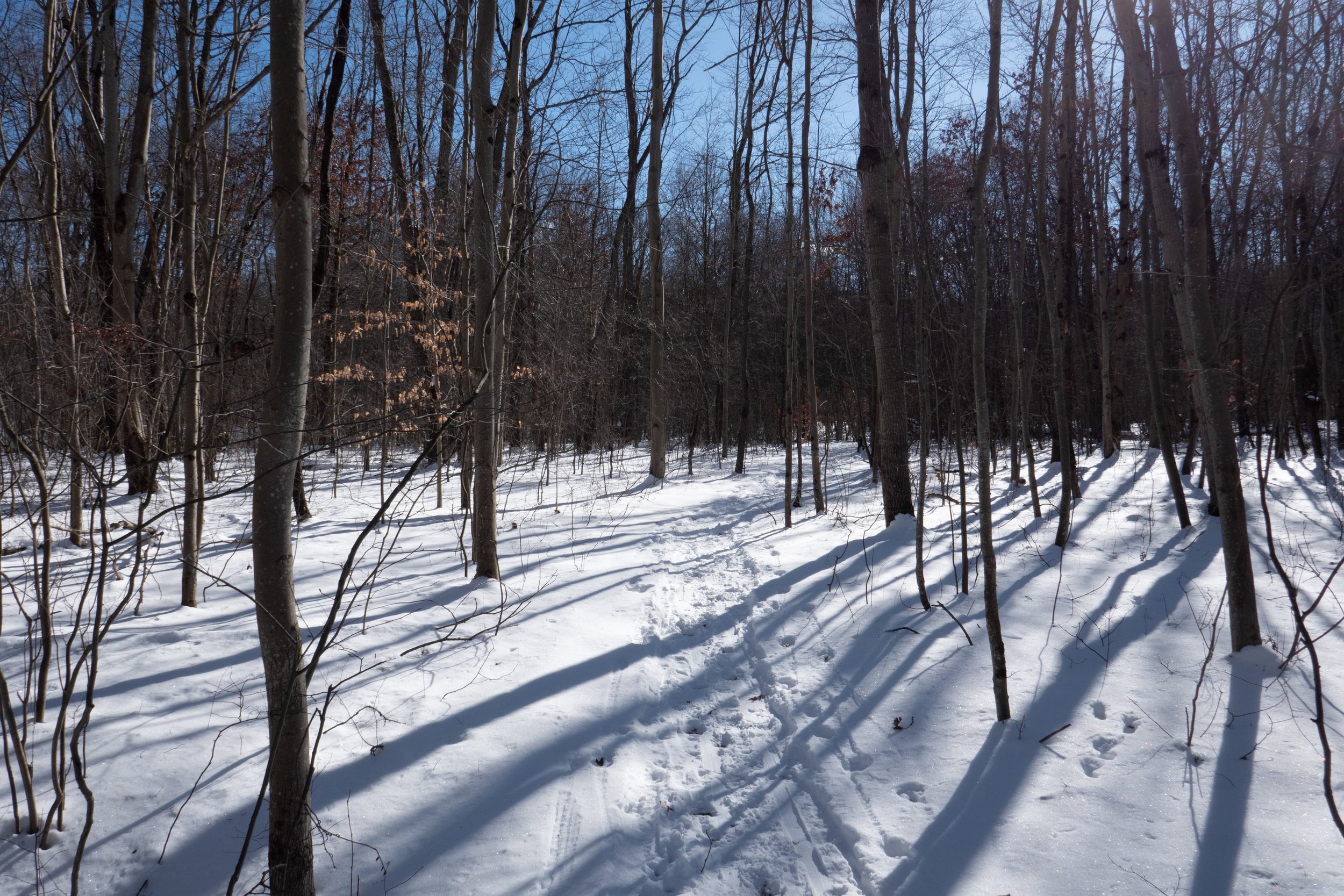  After a brief walk past Lake Frances, we started the hike on the Nescopeck Trail. 