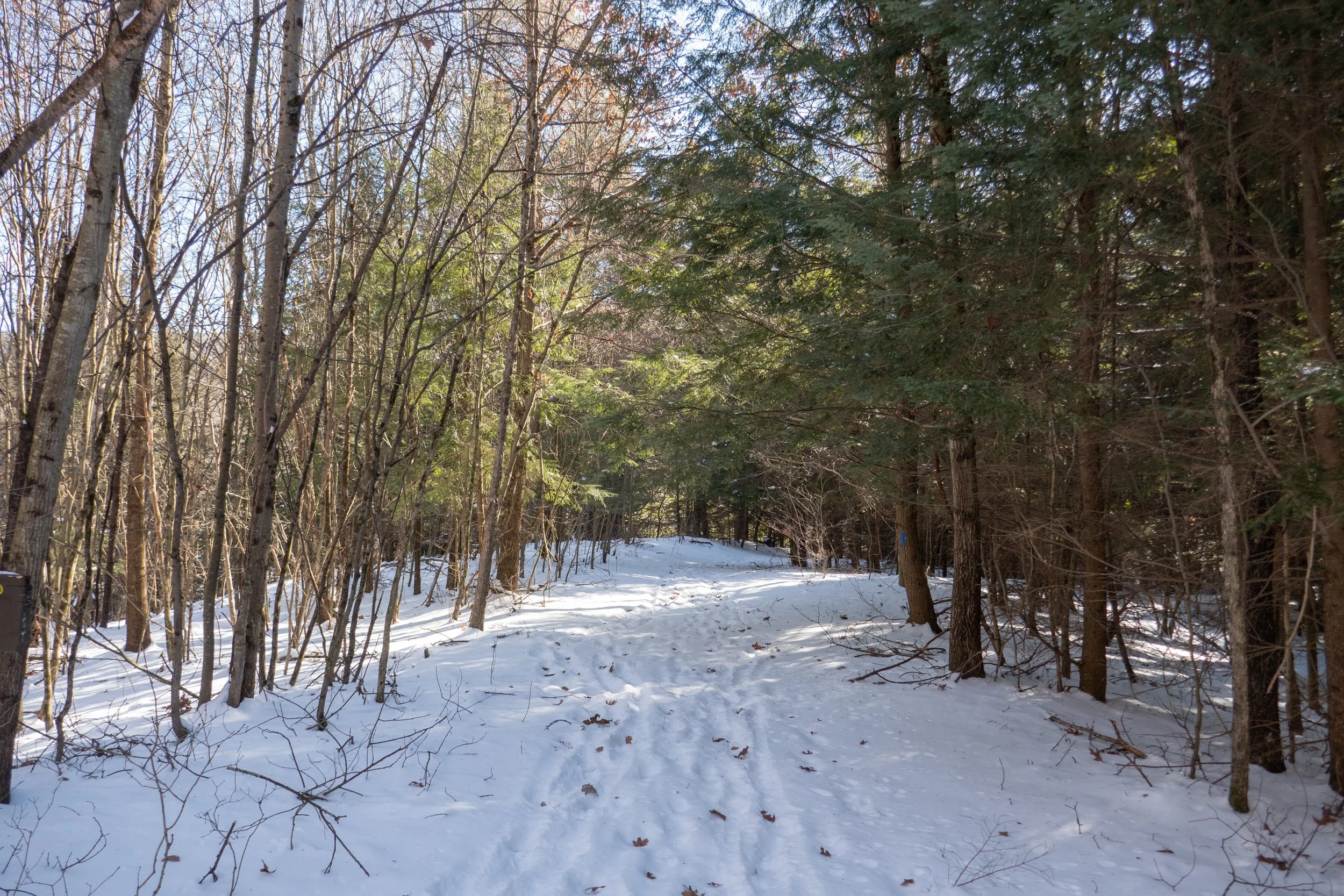  Most of the trails were flat and as we got closer to Nescopeck Creek, the trees changed from hardwood to hemlock and eastern white pine. 
