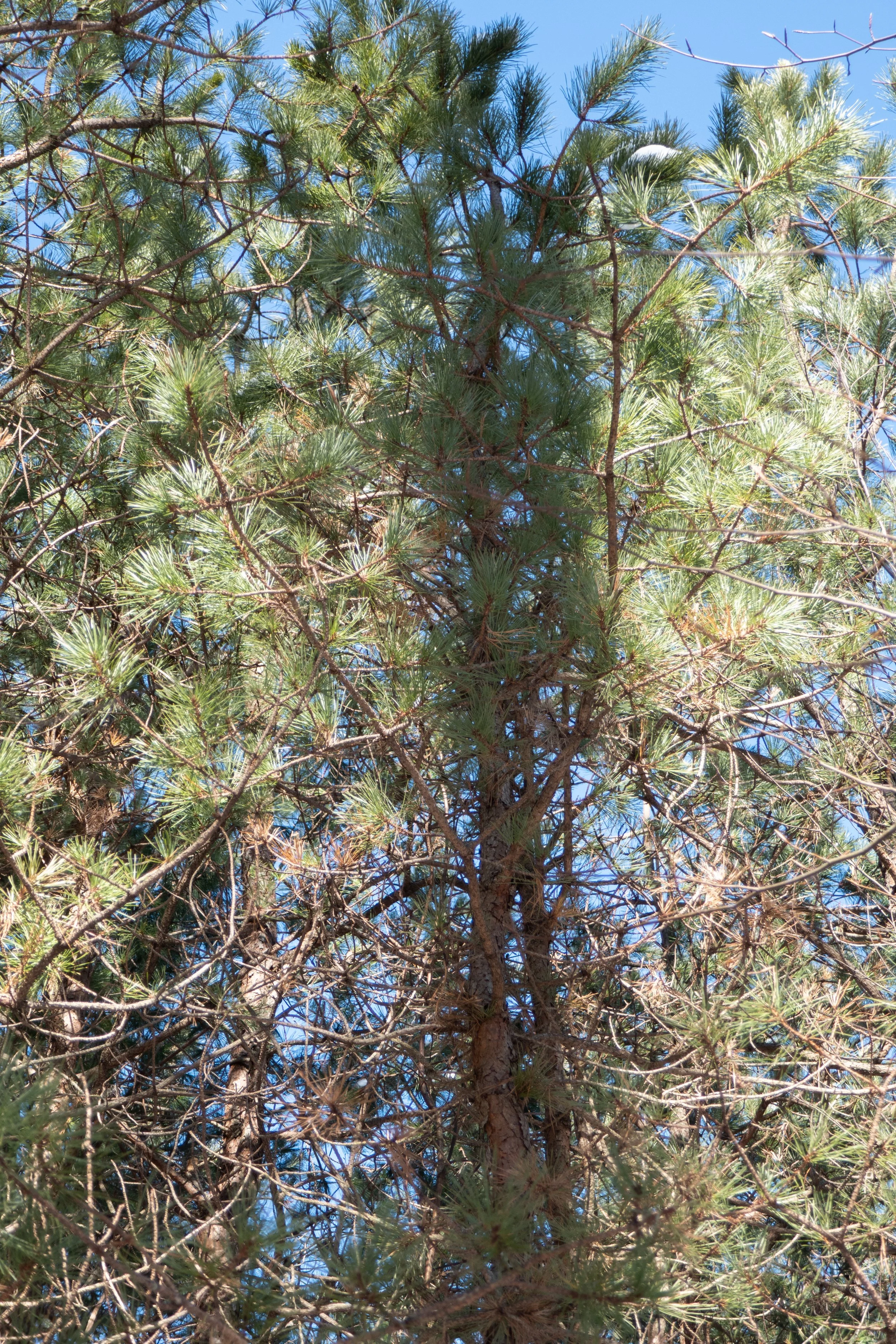  Beautiful white pine and blue sky. 