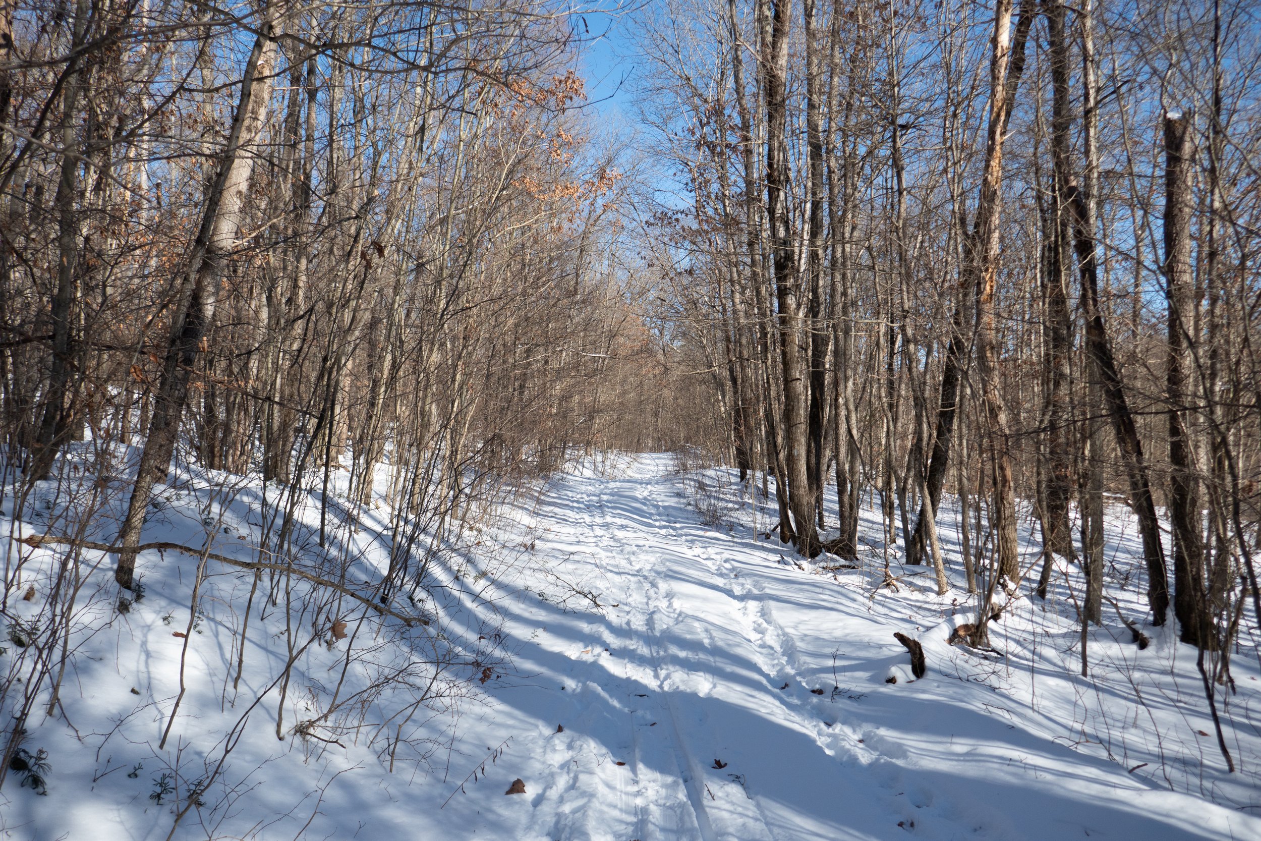  We passed by a few cross-country skiers on the Fern and Nescopeck trails.   