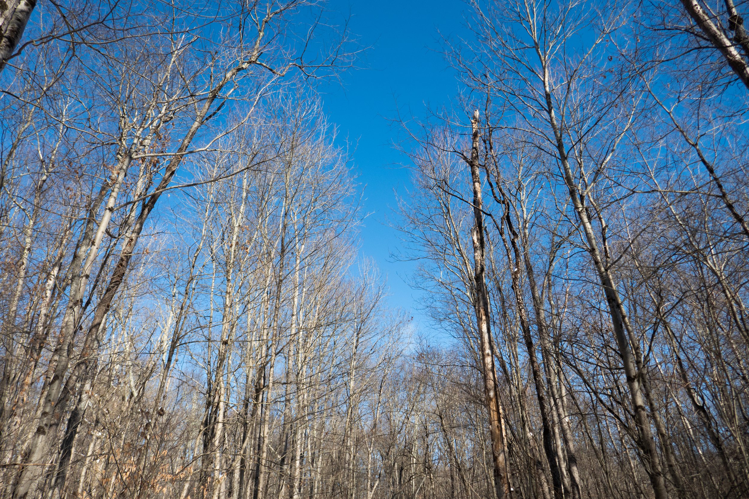  It was a bluebird day.  