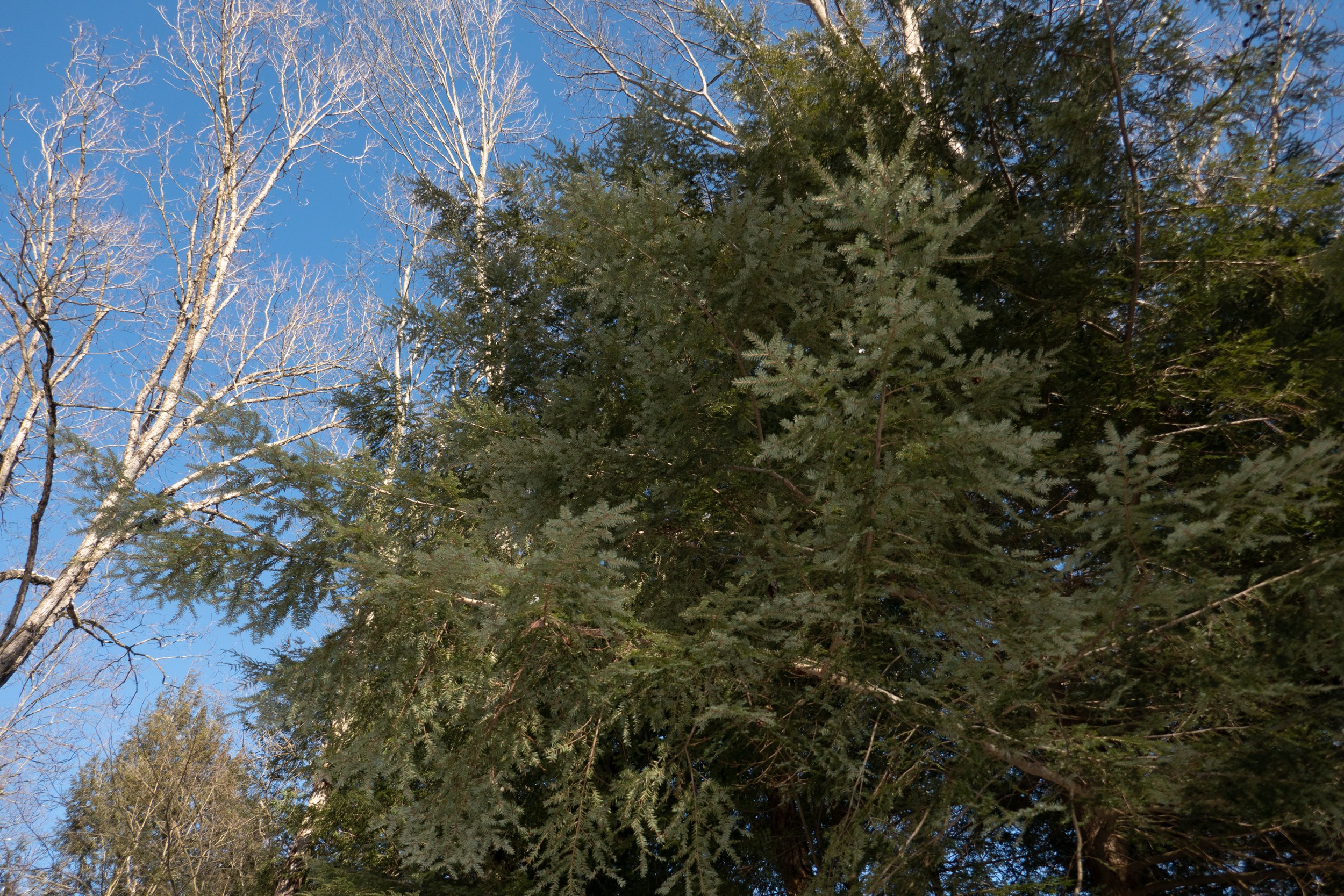  A large hemlock tree with hardwood swayed in the wind. 