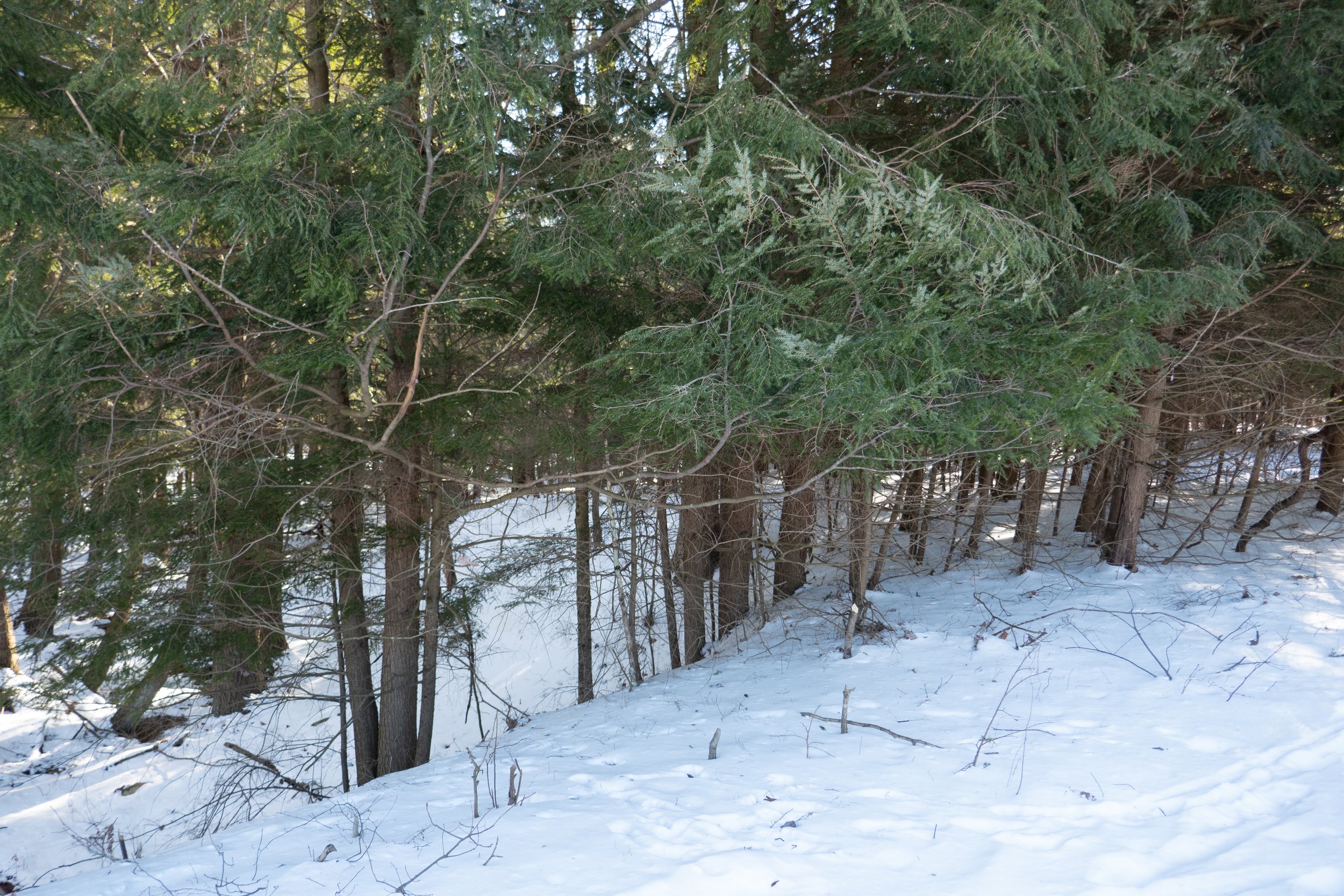  A stand of hemlock trees that were behind us as we admired the frozen pond. 