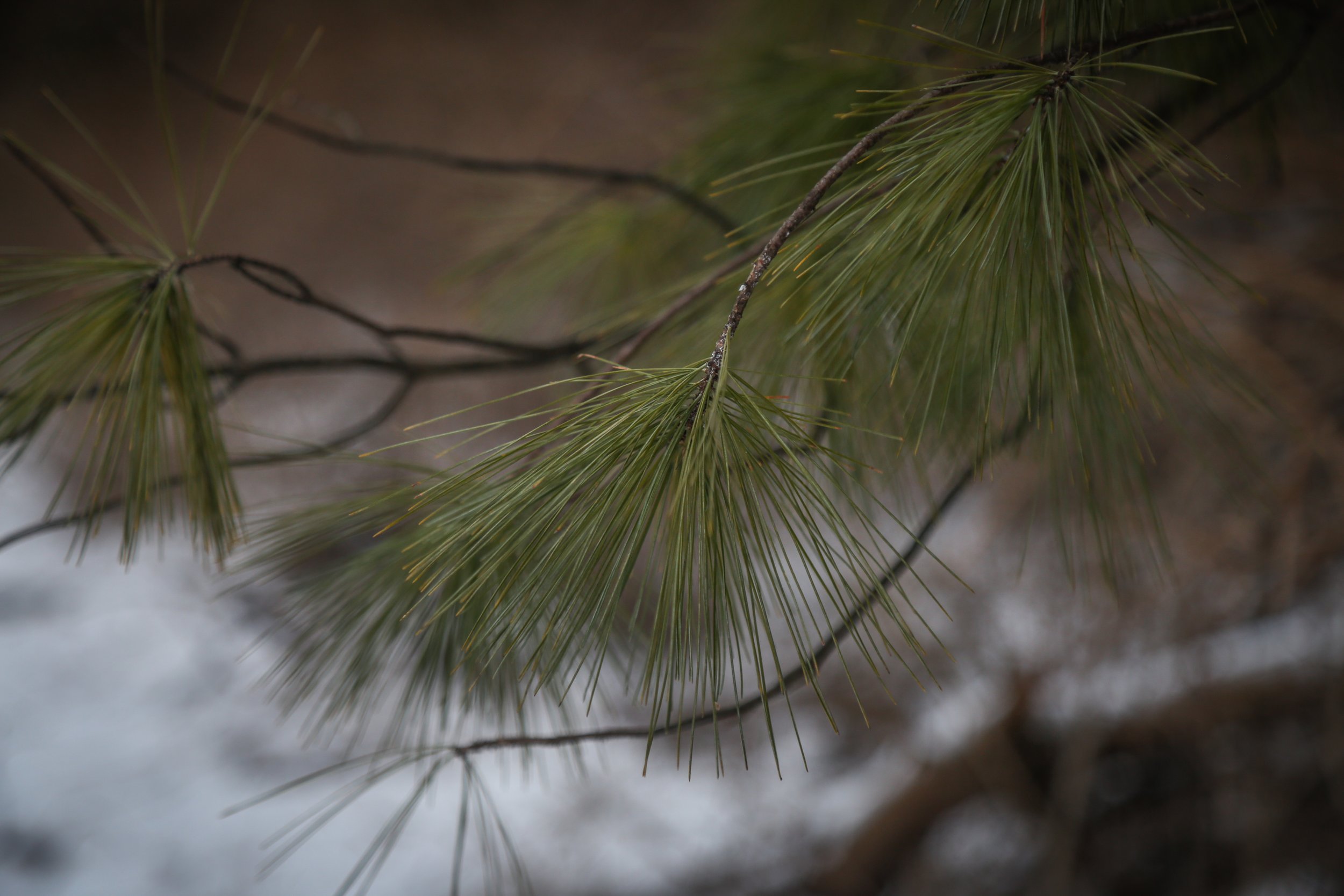  Eastern White Pine 