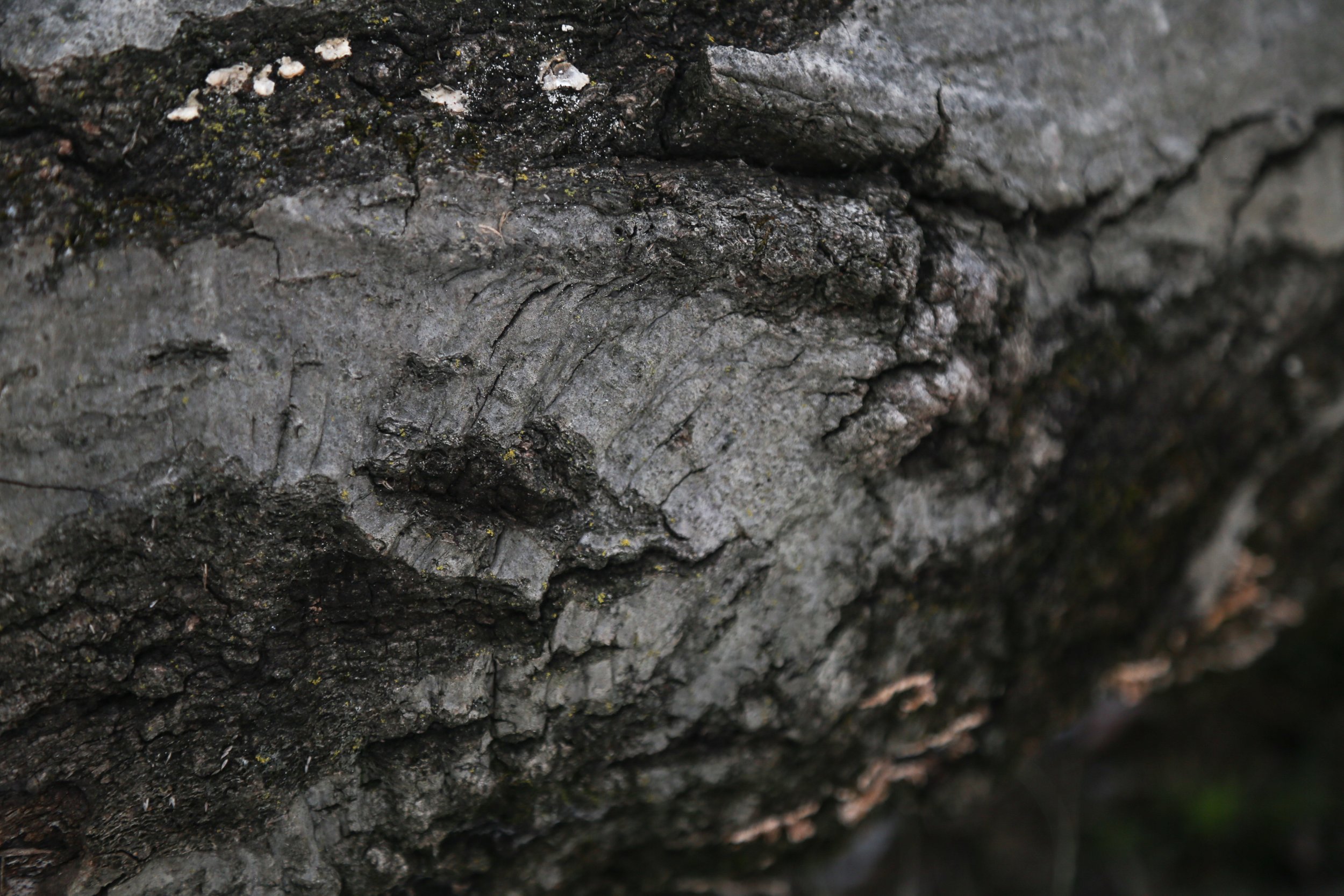  The intricate texture of bark on a fallen tree. 