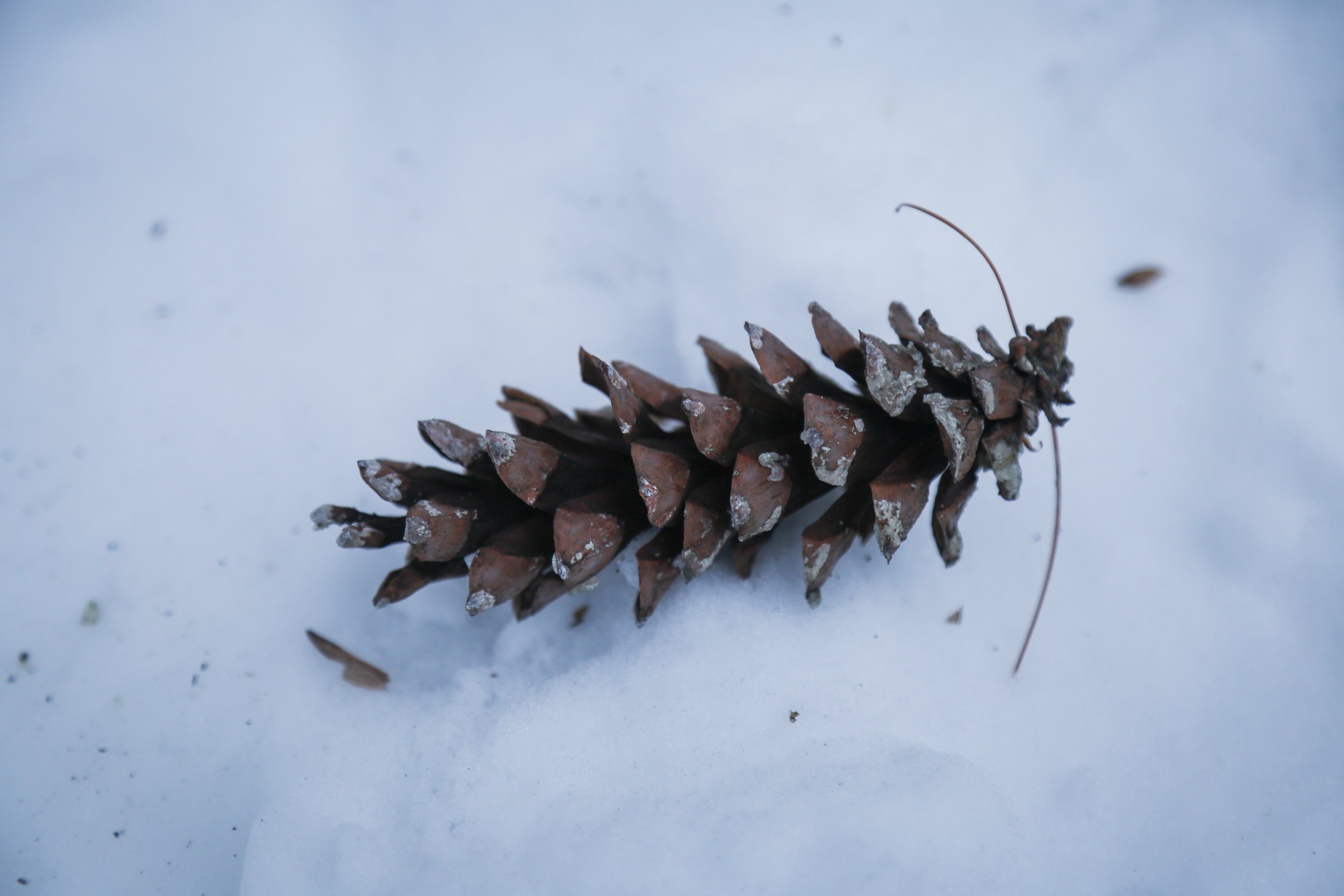  Pine cone in the snow. 