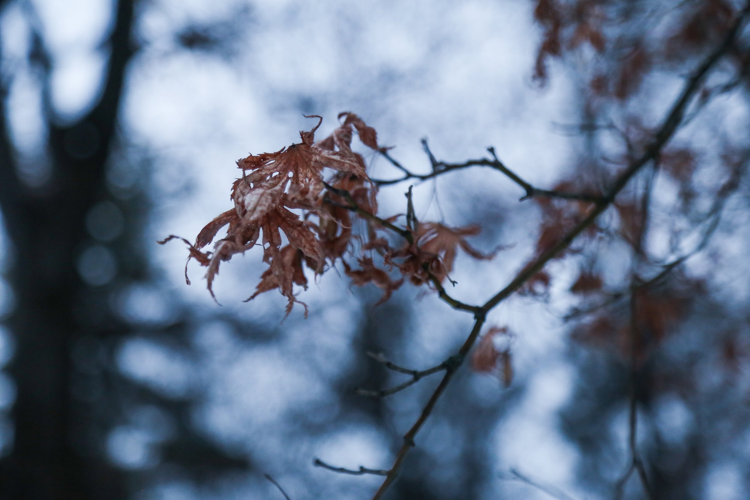  Maple.  This tree turns a beautiful red in the fall. 