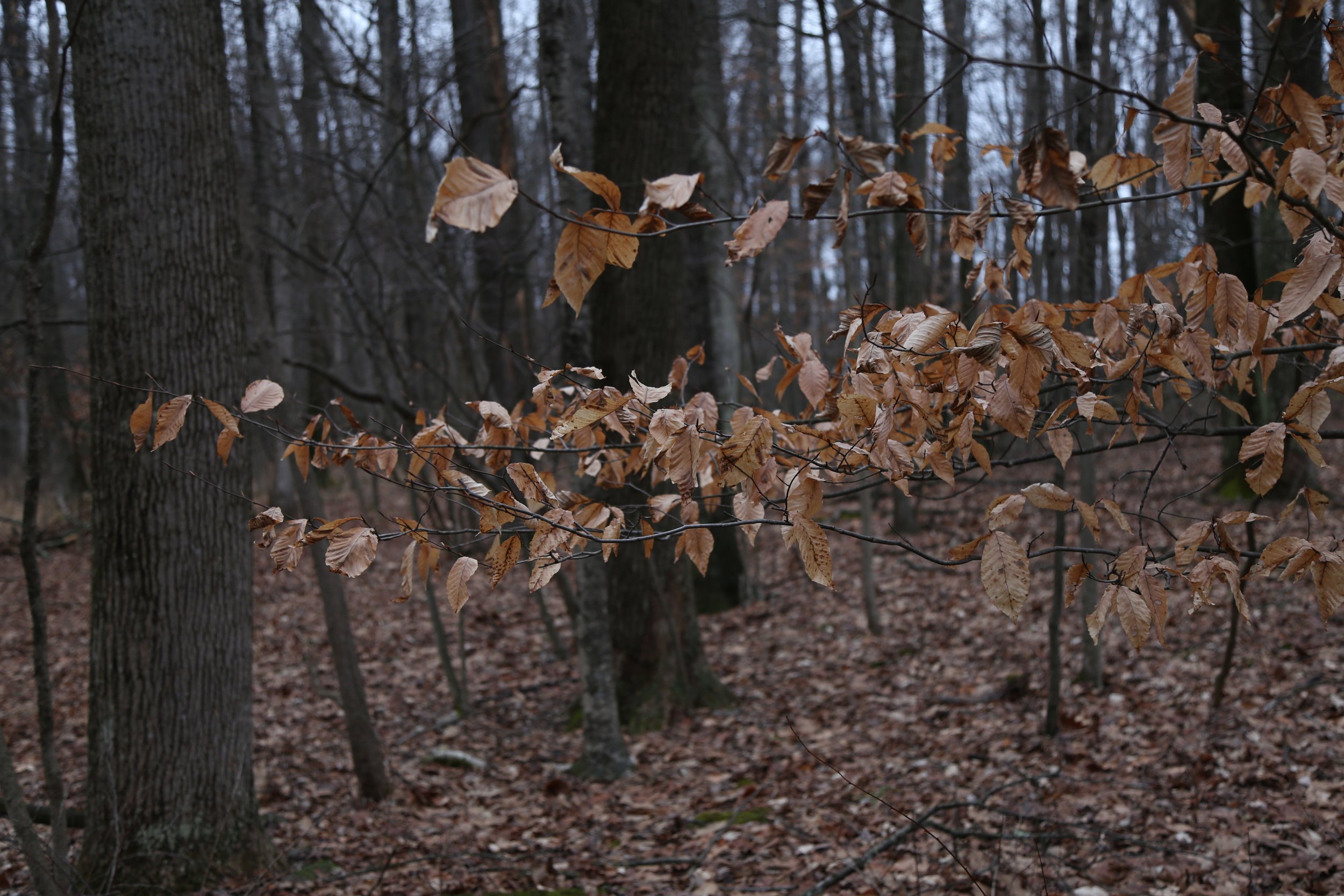  Trees holding onto their leaves.  I believe this is Beech. 