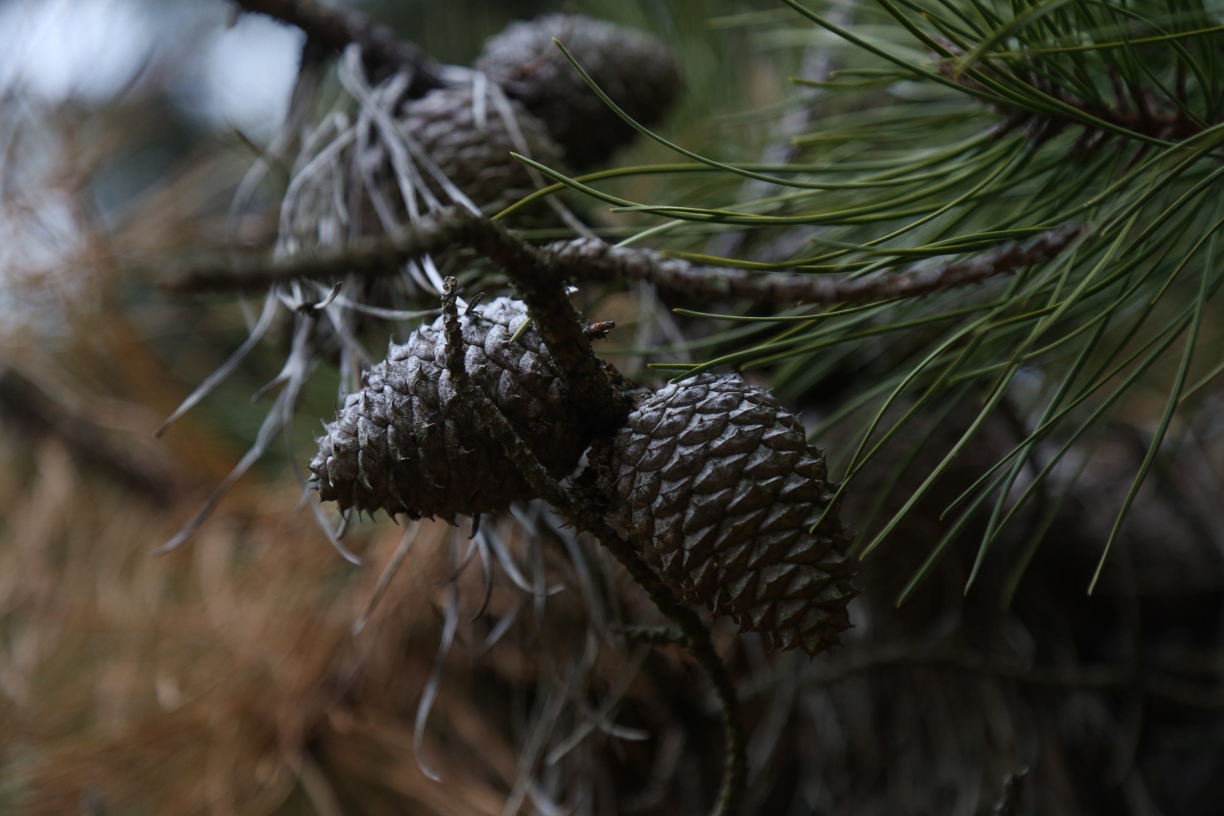  Pitch Pine. 