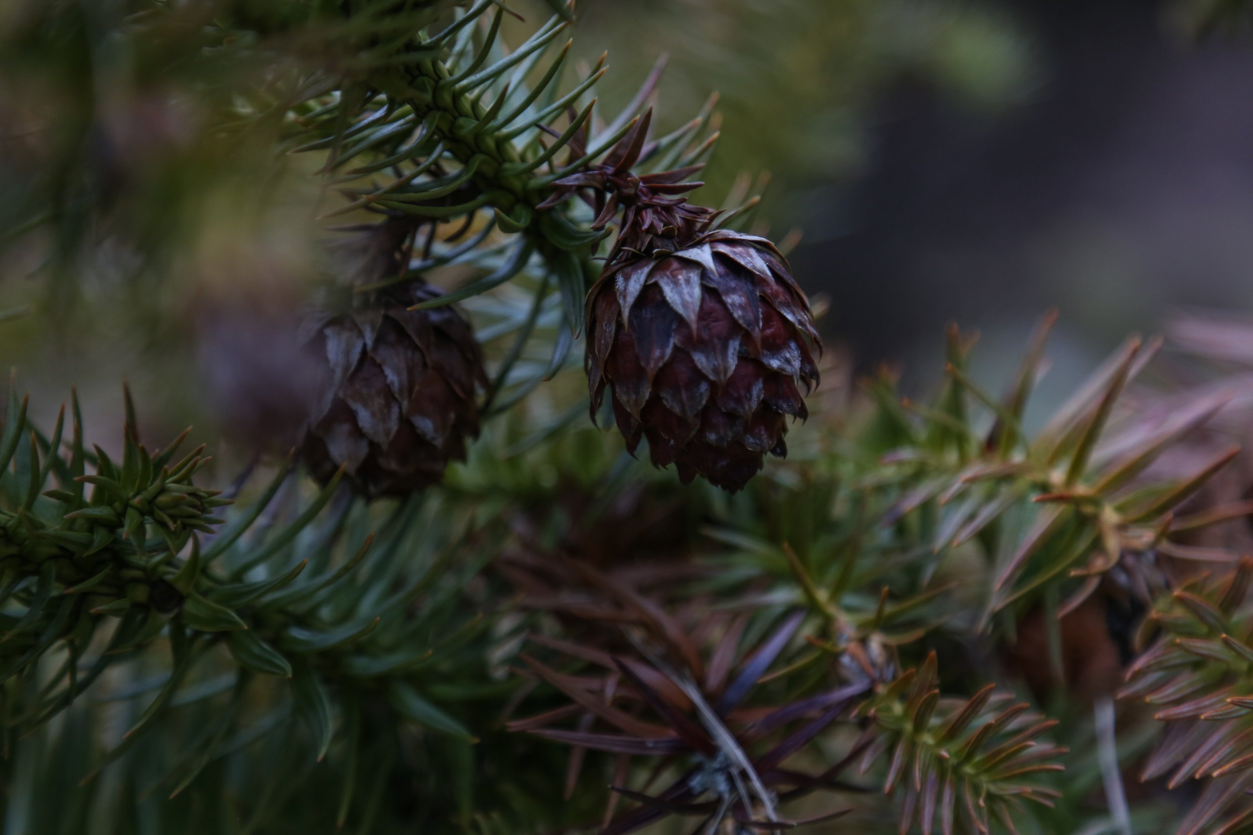  The unique China Fir. 