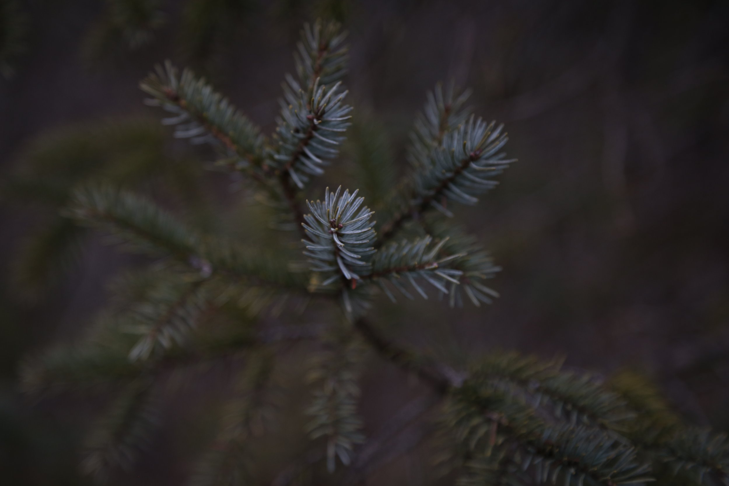  Black Spruce. 