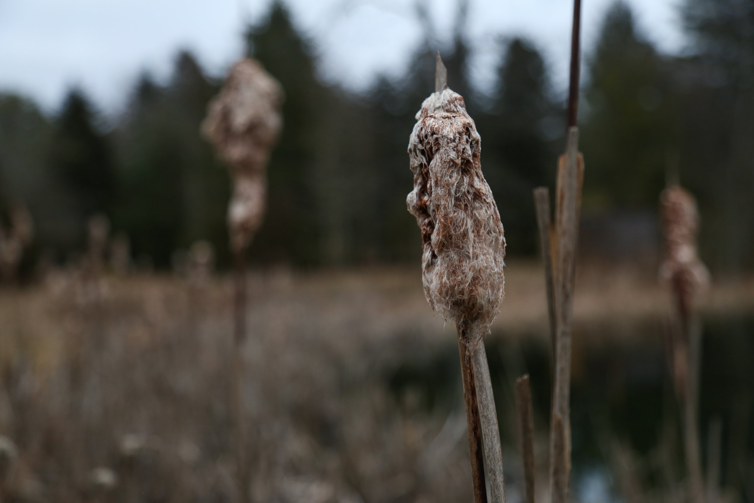  Cattail fluff. 