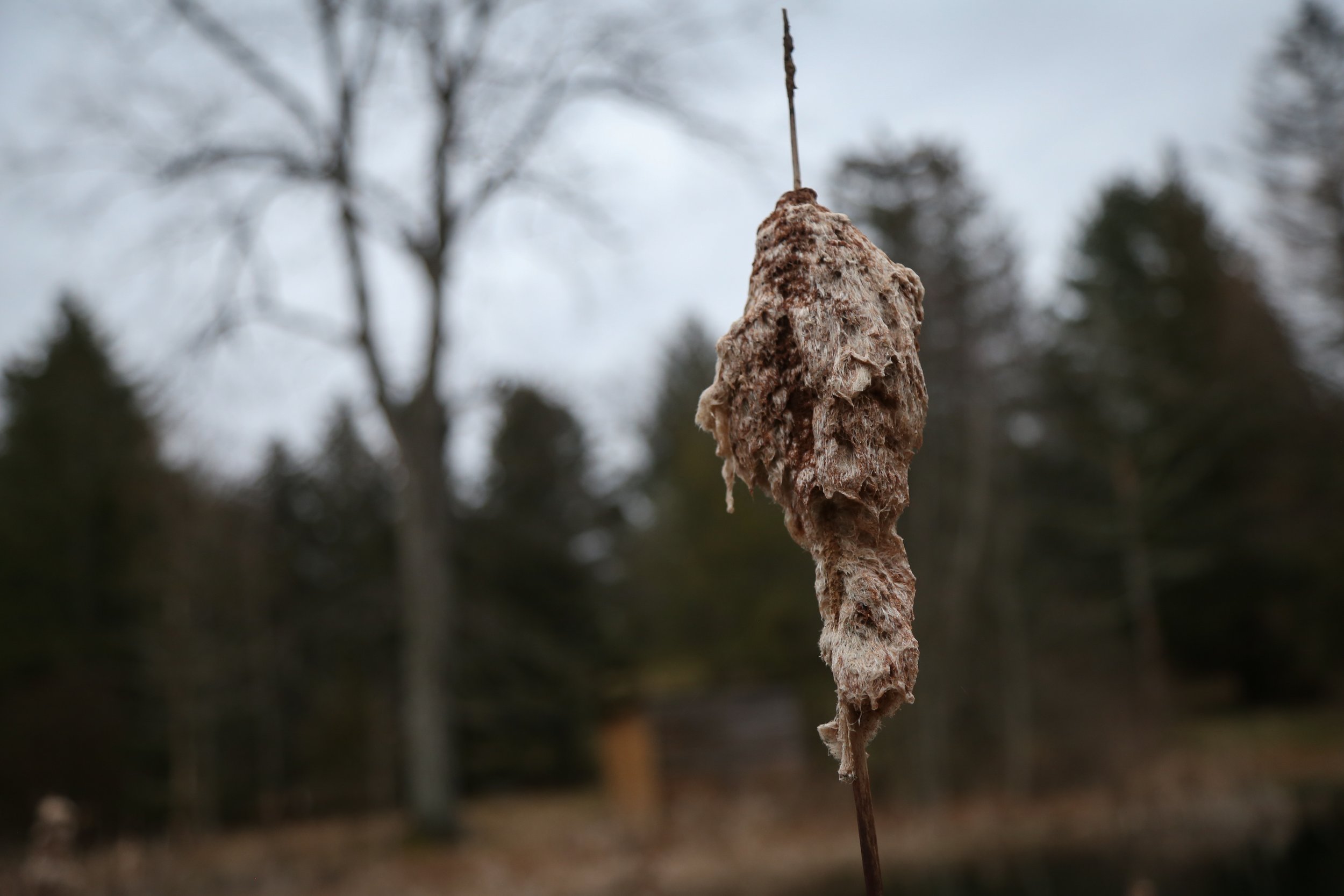  Cattail fluff. 