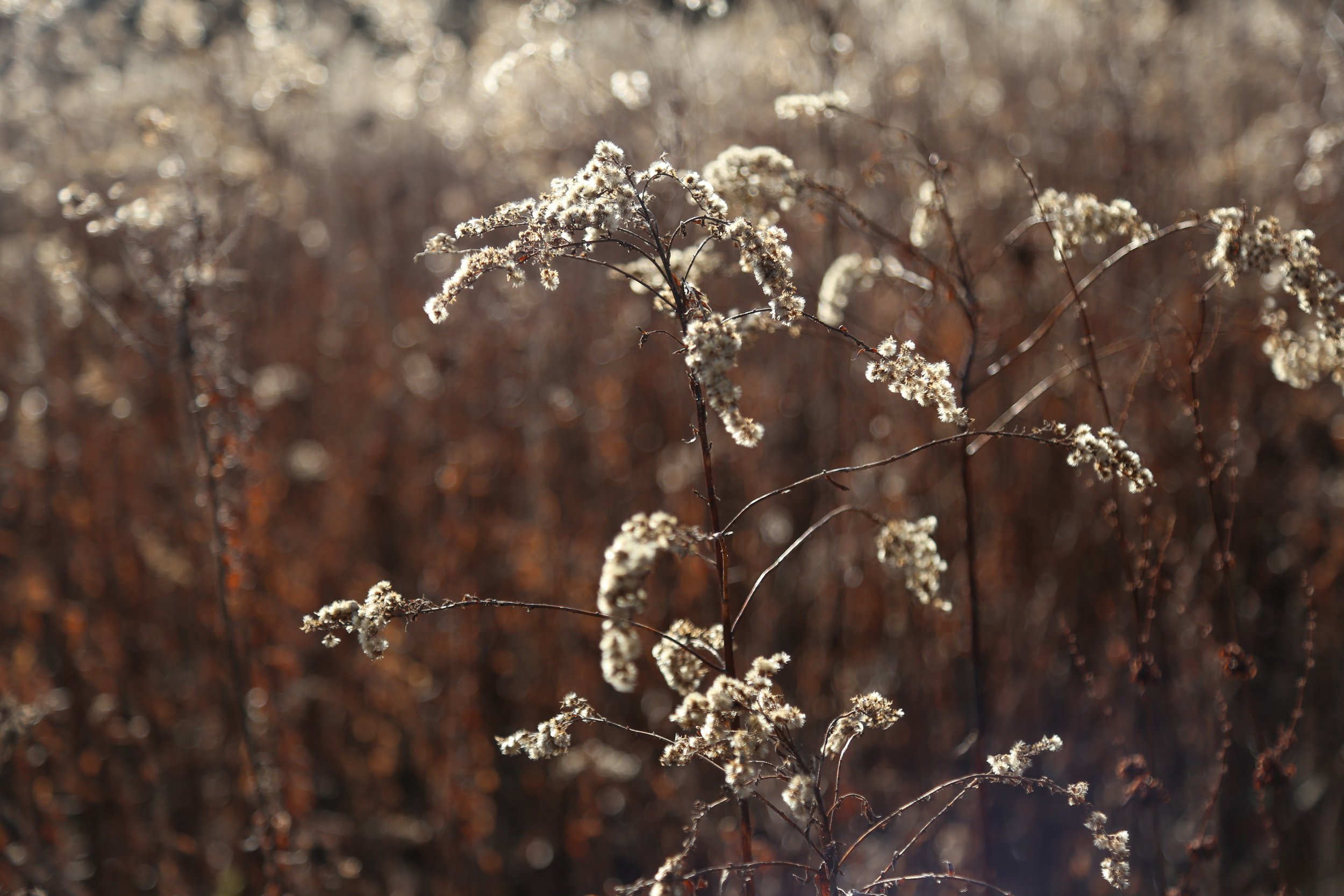  Seed pods attract so much wildlife and create interest in the winter. 