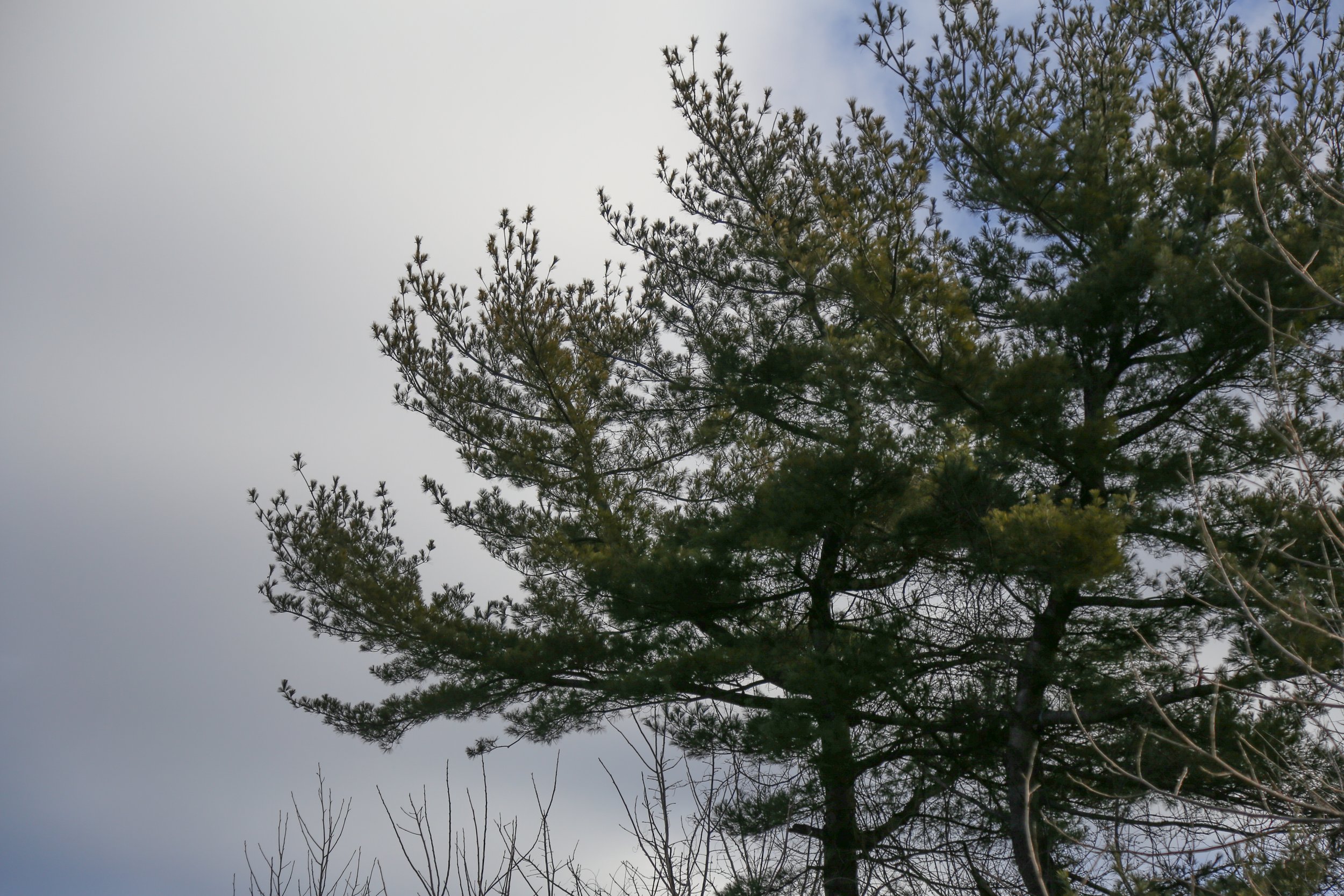  Large white pine. 