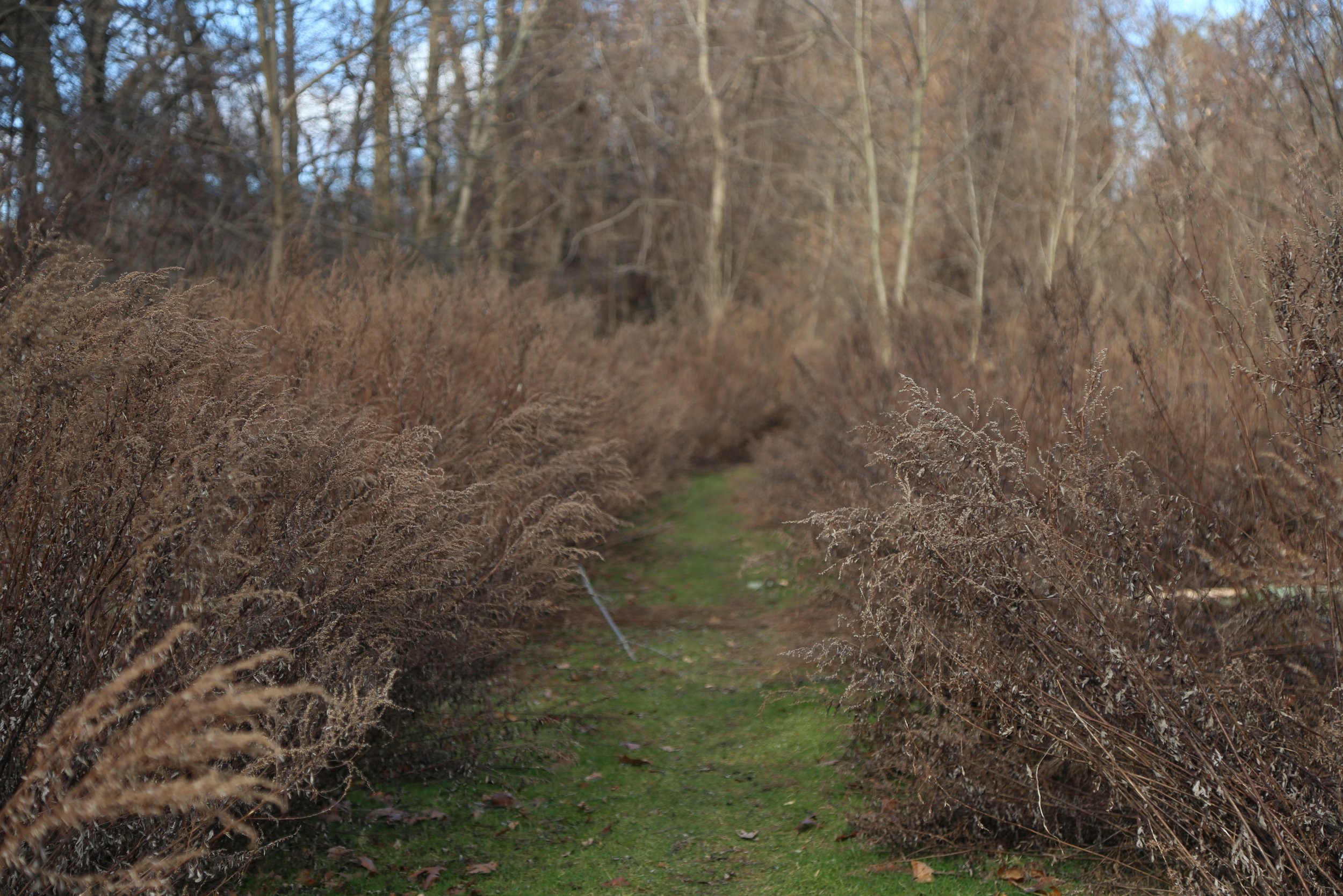  Mugwort. 