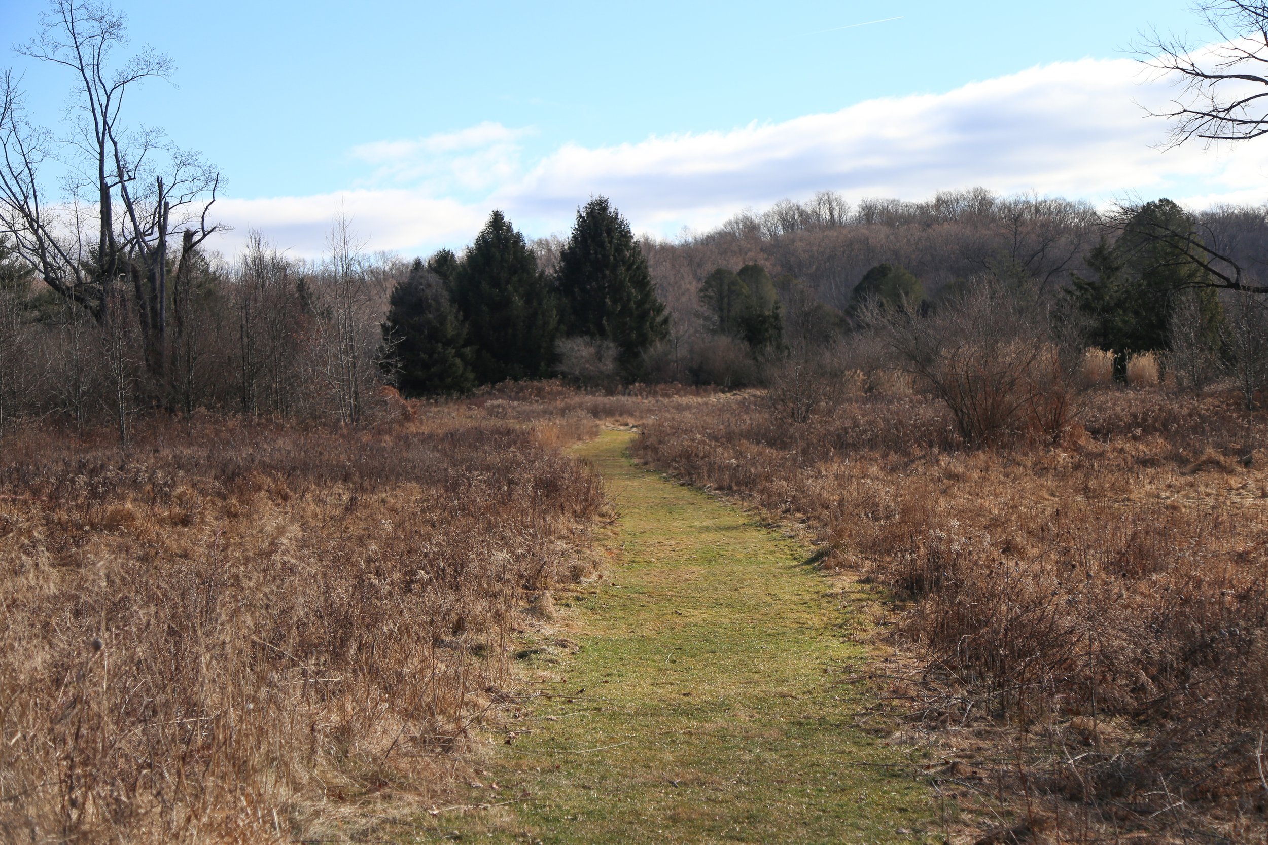  Grass pathways leading in and out of wet marsh. 