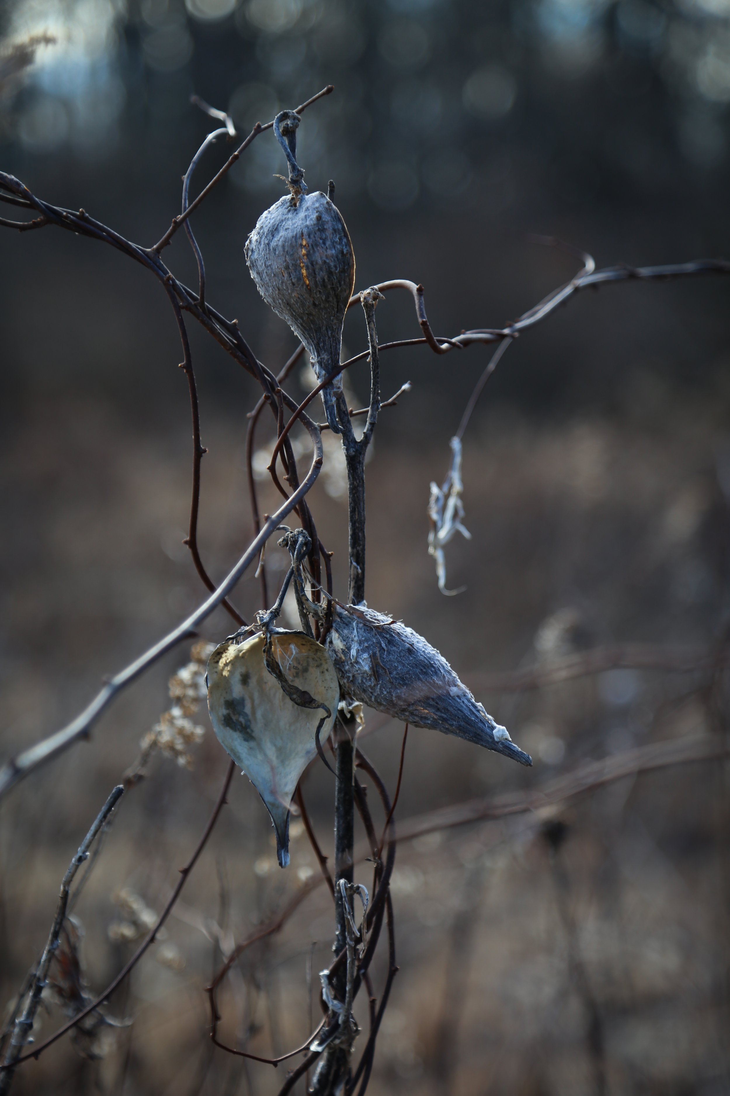  Pods of common milkweed. 