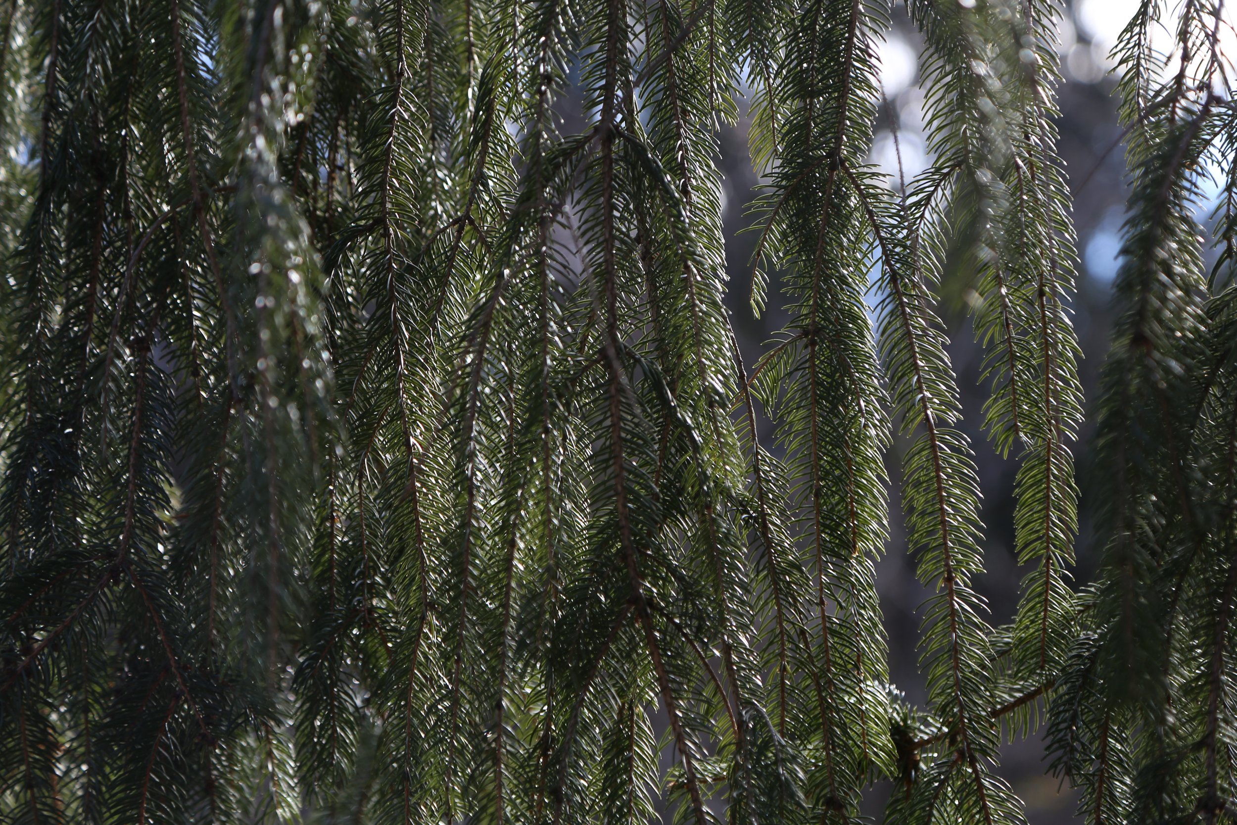  Norway spruce. 