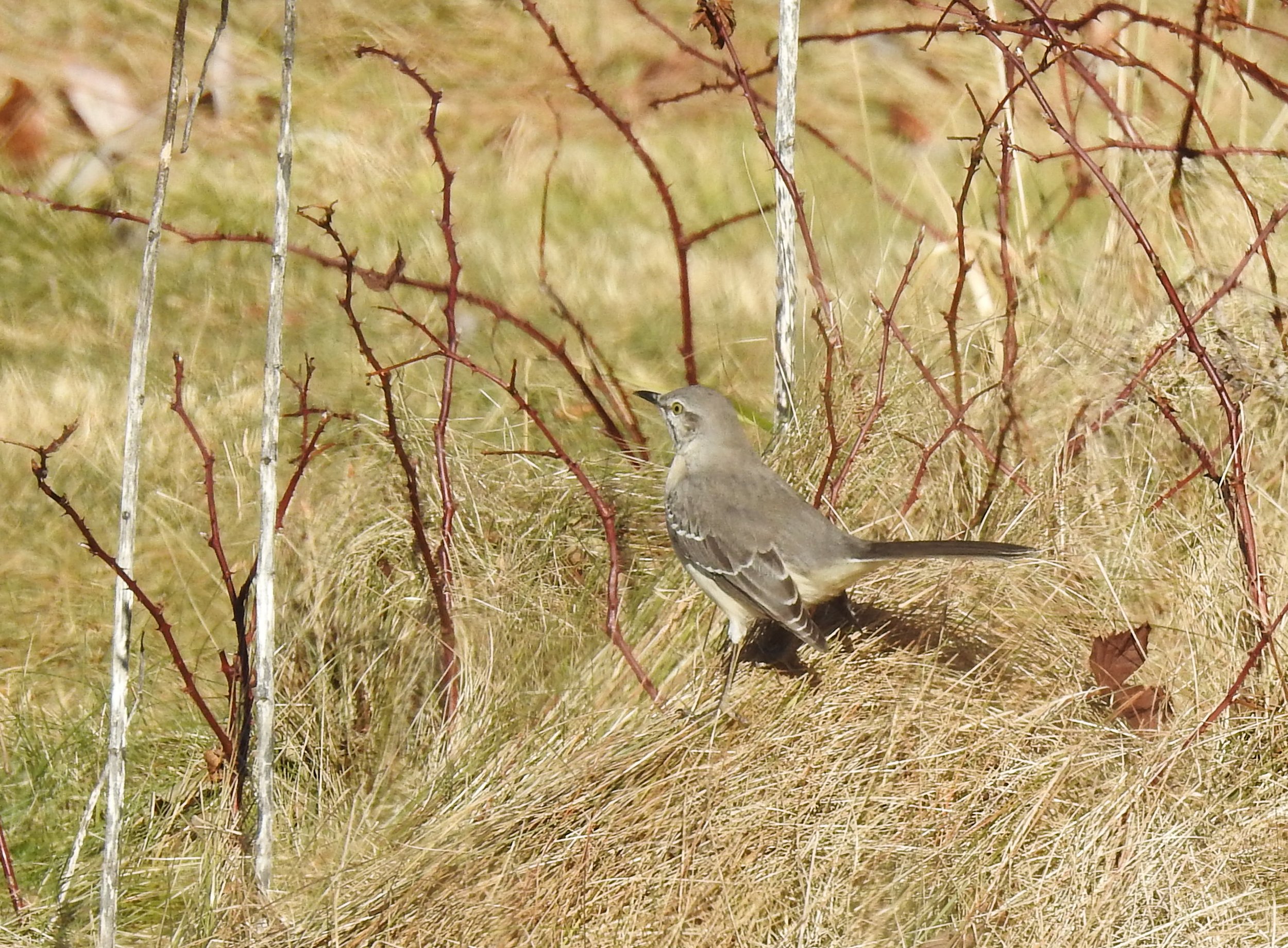  Northern Mockingbird 