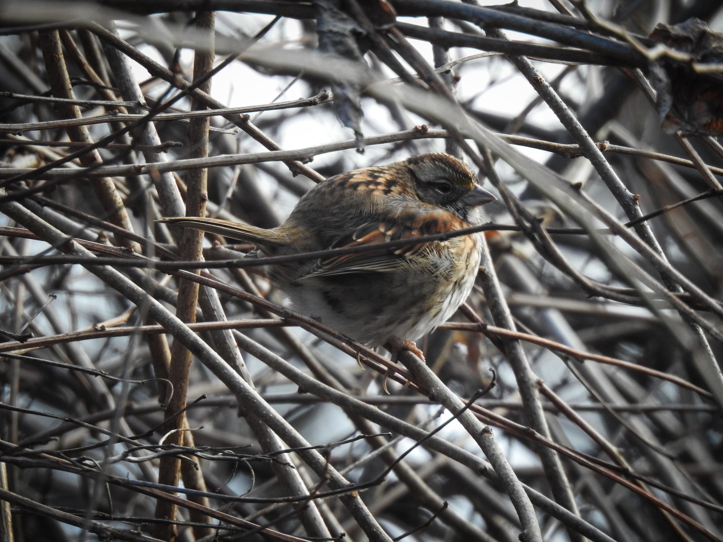  Song Sparrow 