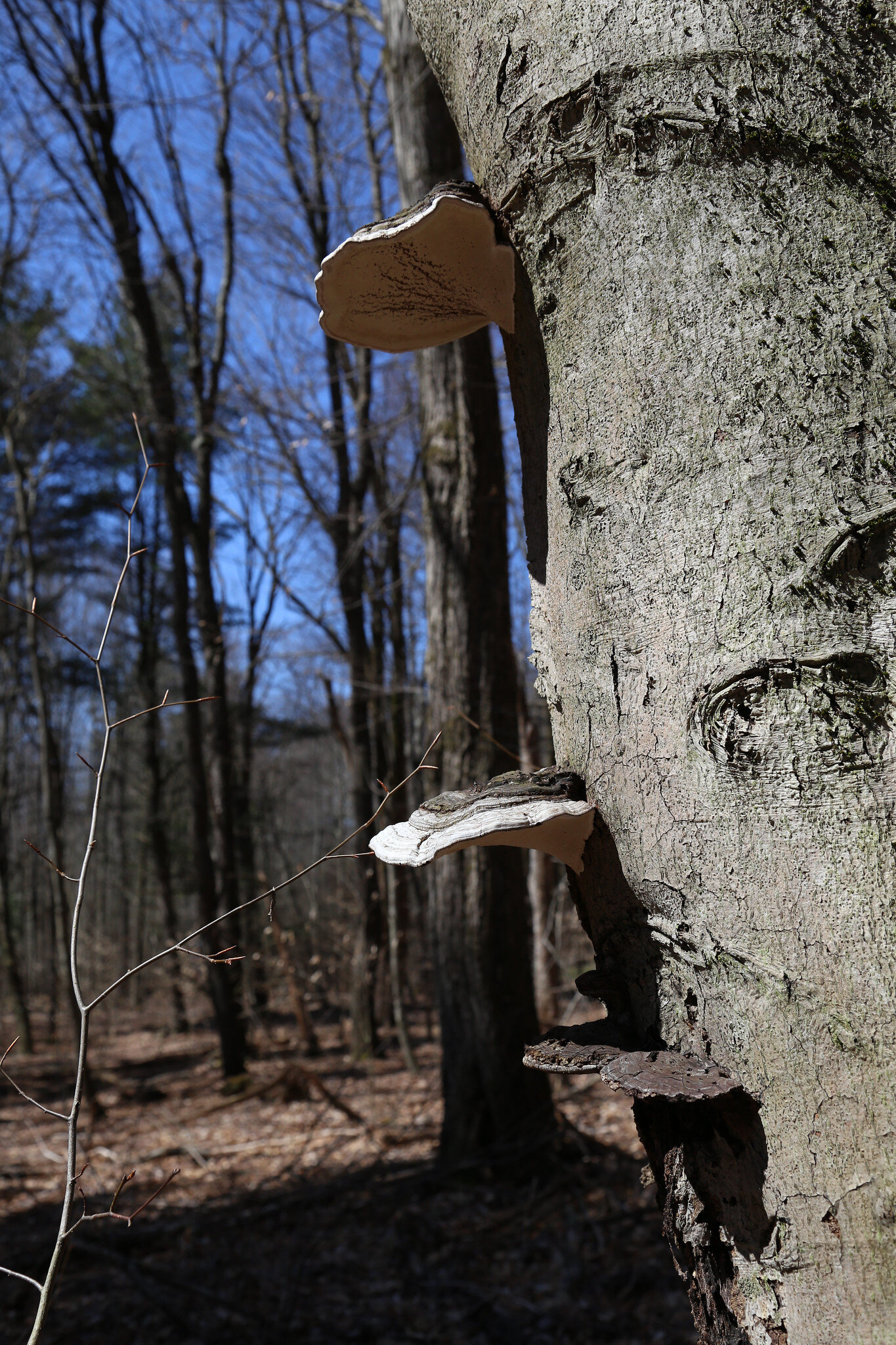 Austin T. Blakeslee Natural Area