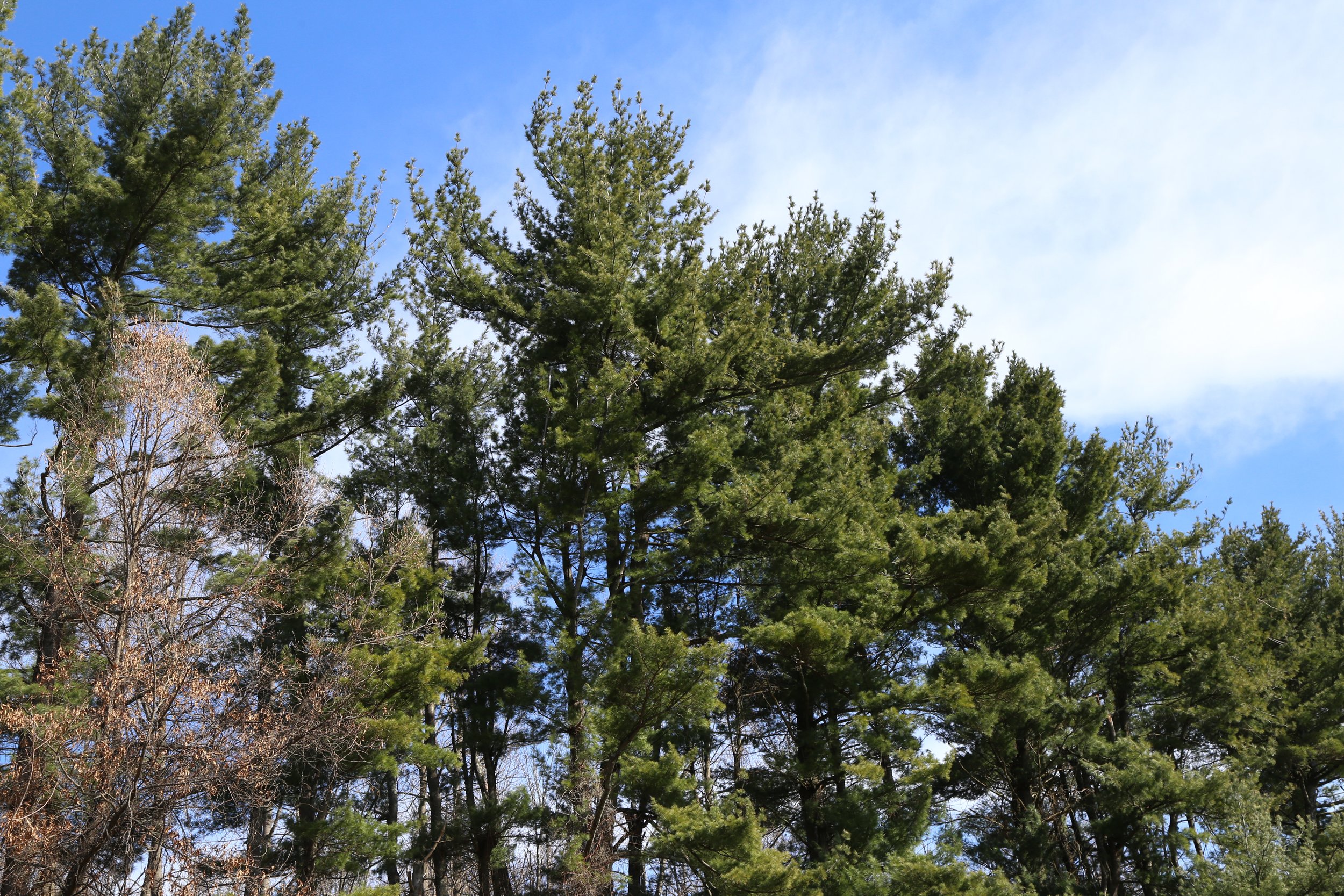  White Pine at the parking lot entrance 