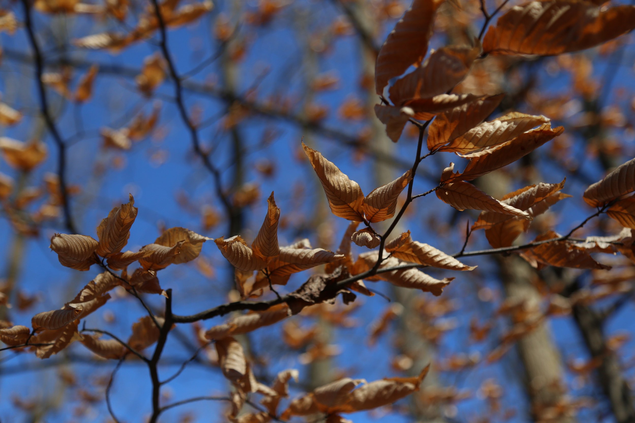  Beech trees hold onto their leaves. 