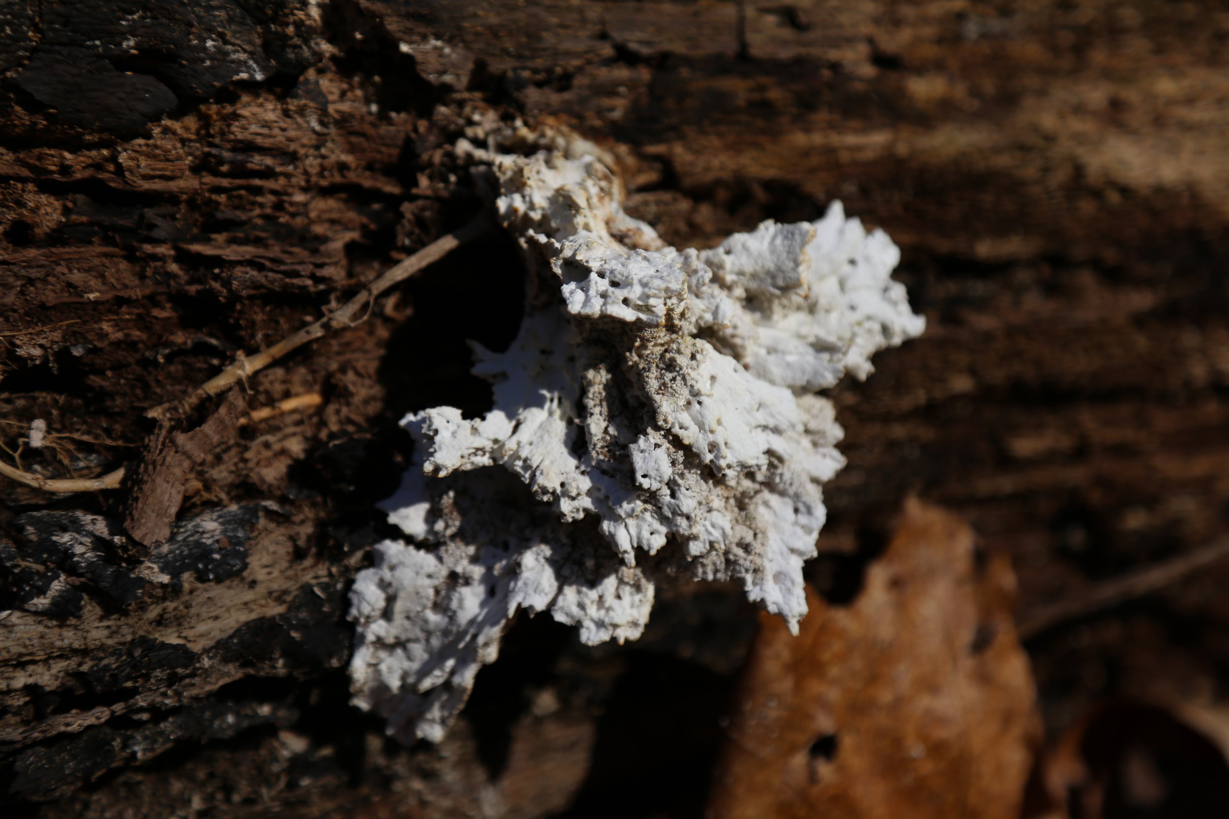  Some type of fungus on tree stump. 