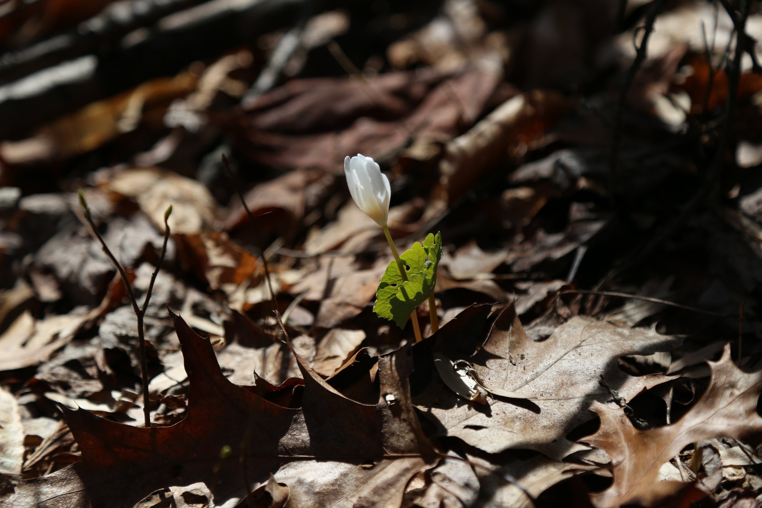  Bloodroot emerging from the leaves.  One of the first signs of life after winter. 