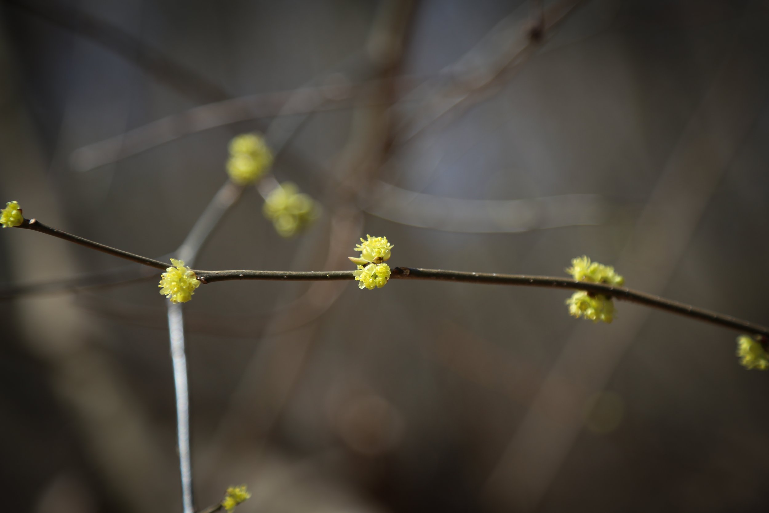  New buds. 