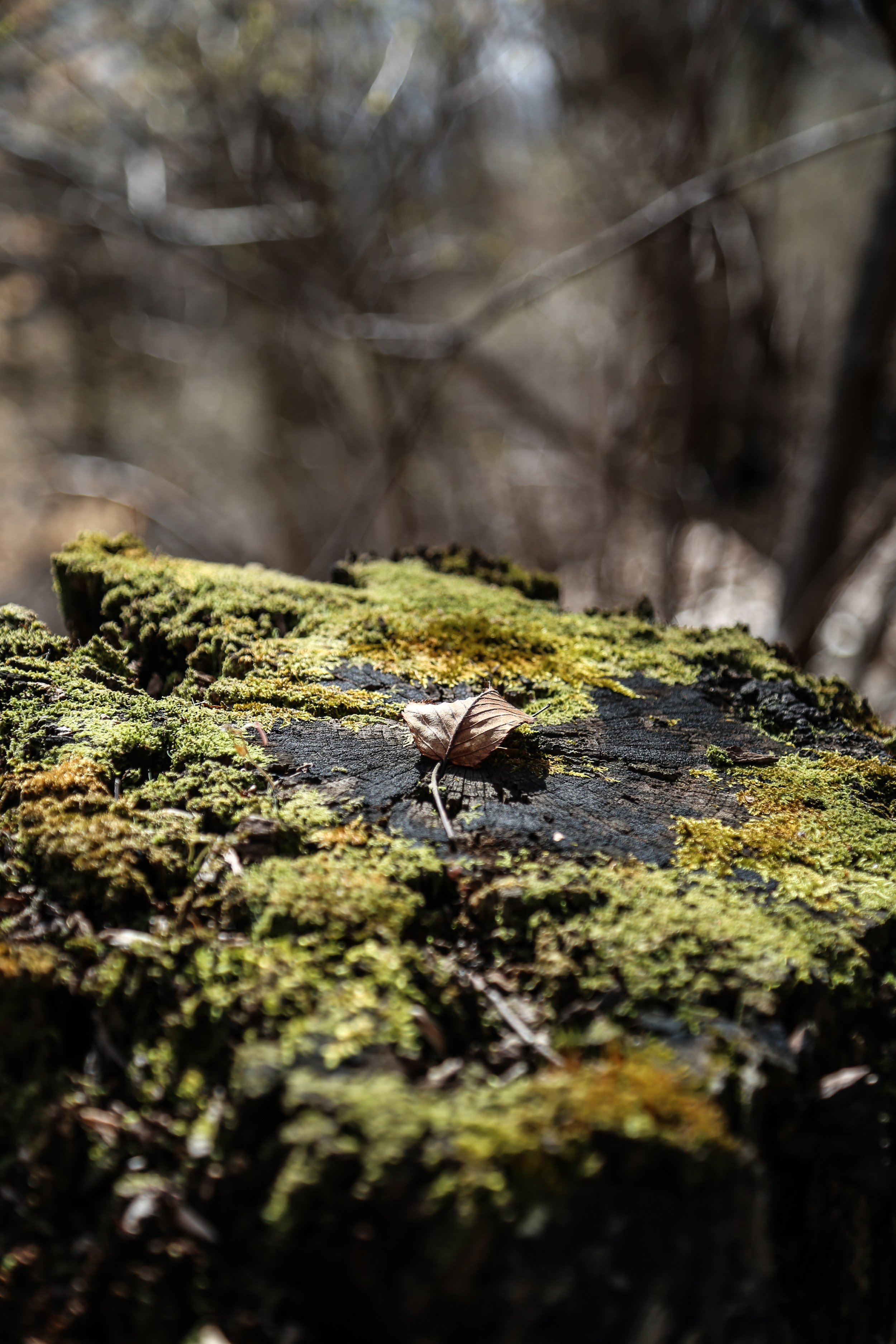  Leaf, moss, light 