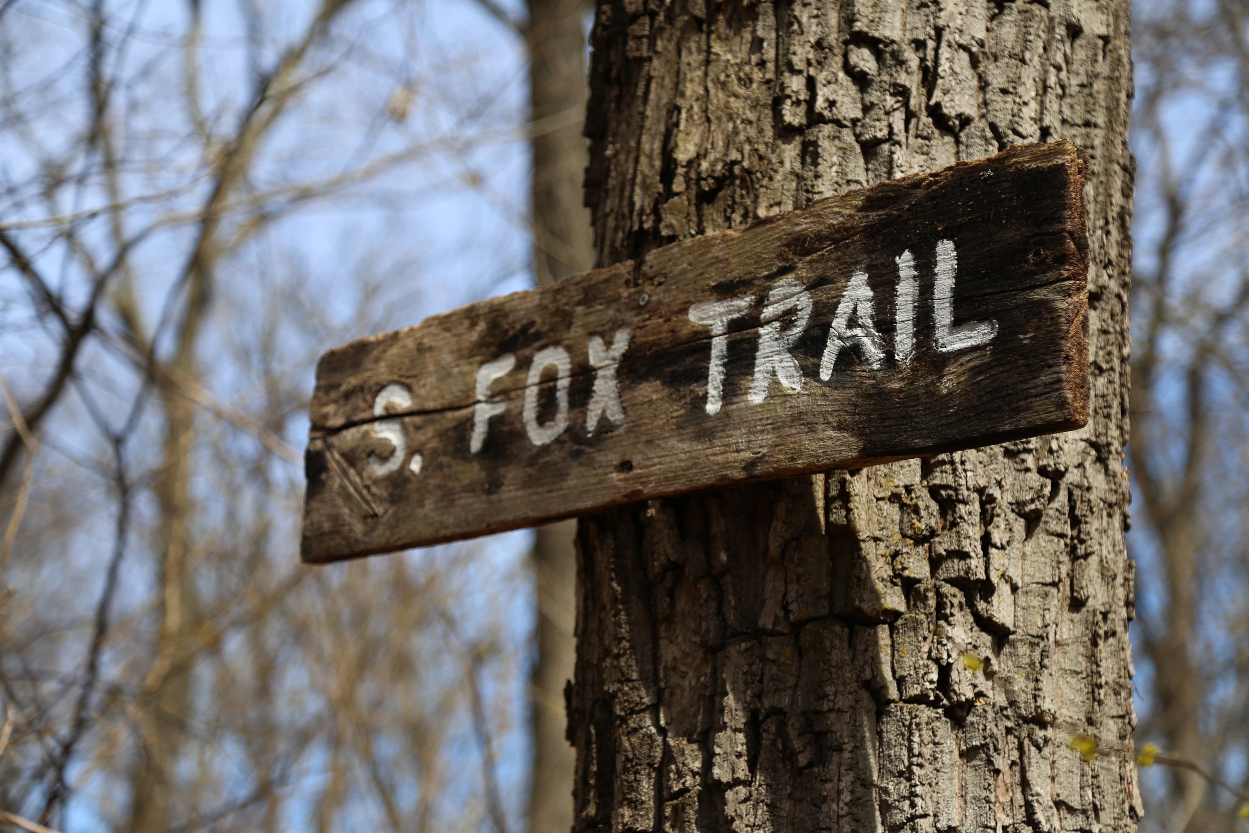  The South Fox Trail is a series of trails running up and down the hill.  There are no switchbacks here.  It’s a great fitness trail. 