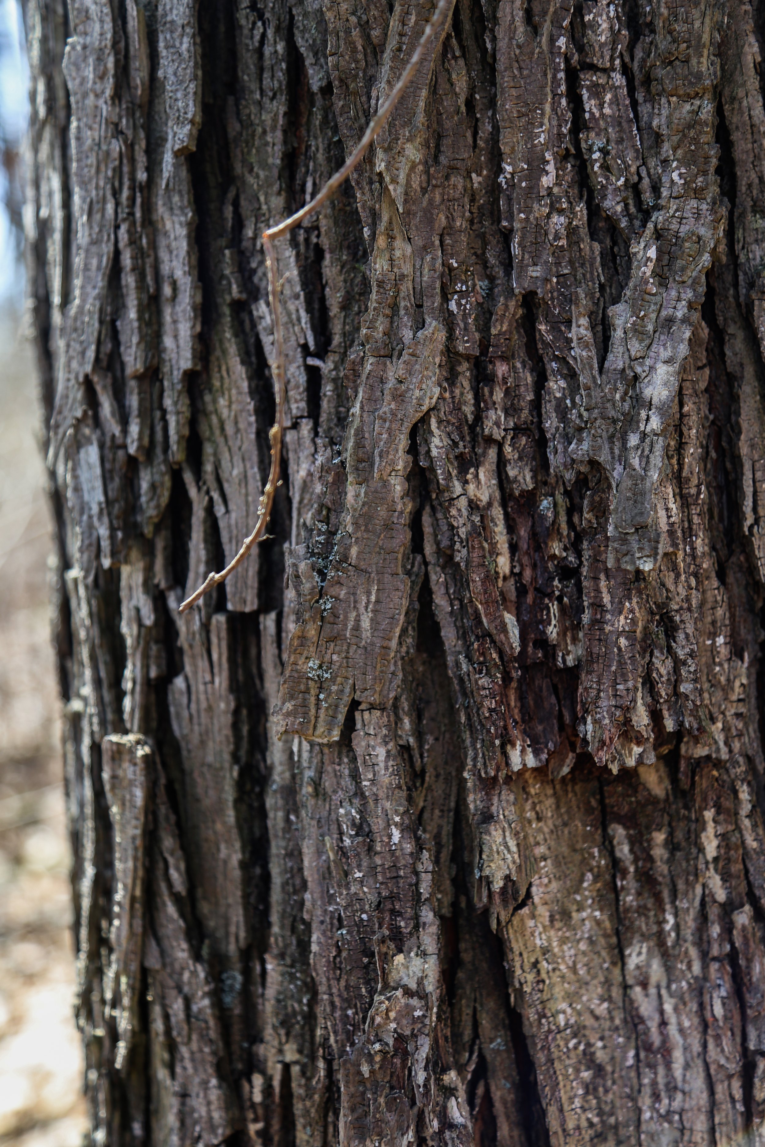  Shagbark Hickory 