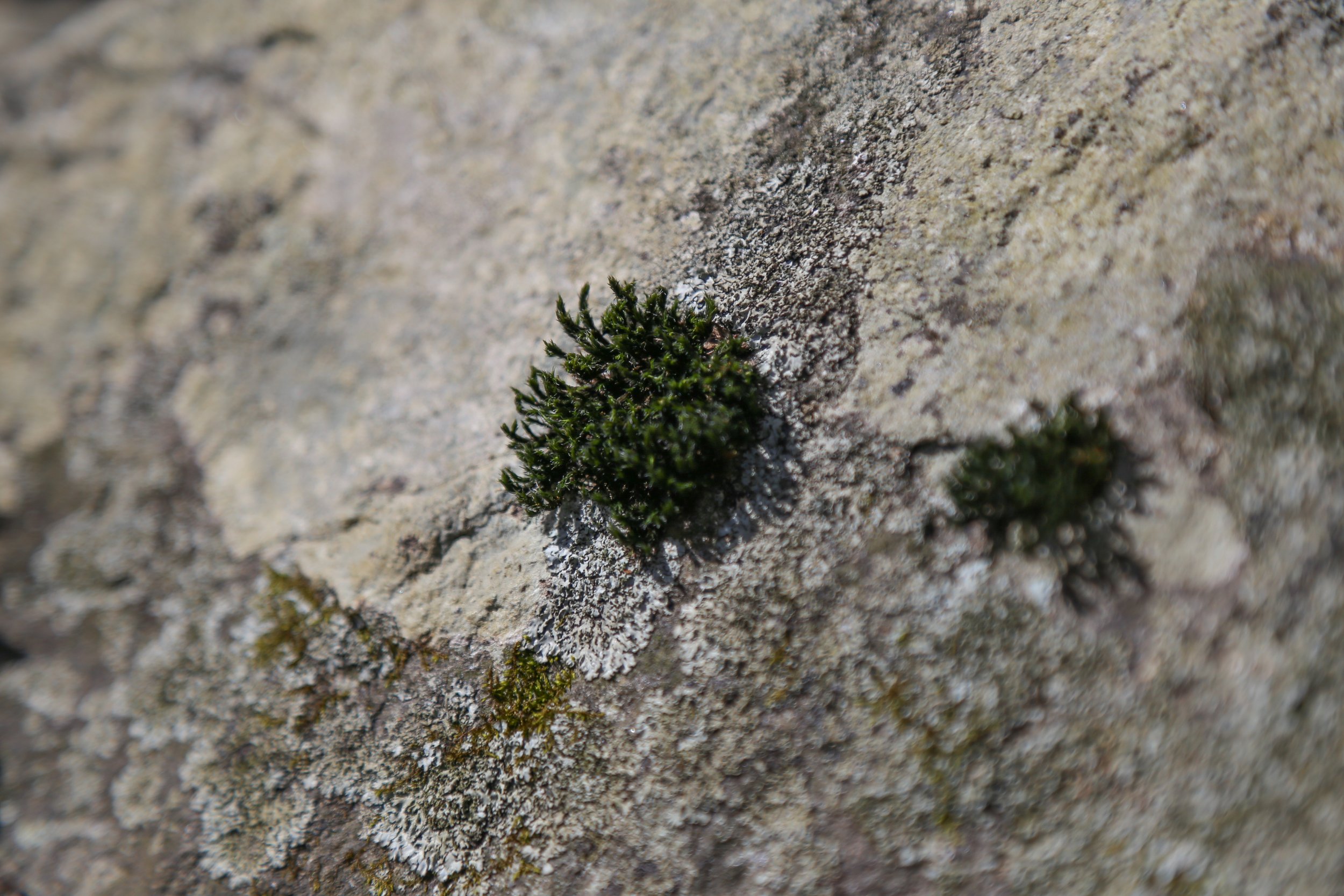  Little green fuzzball.   