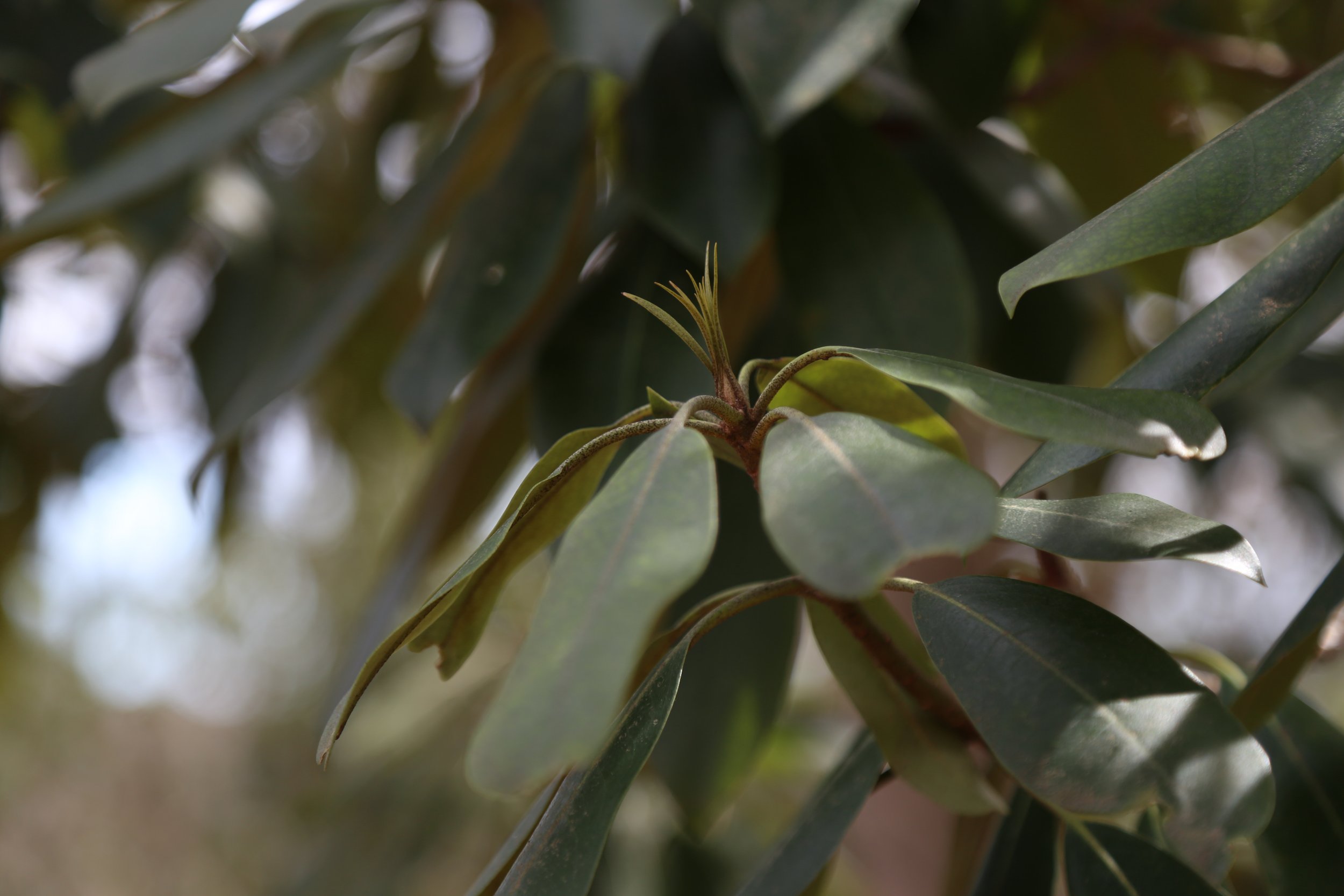  Rhododendron 