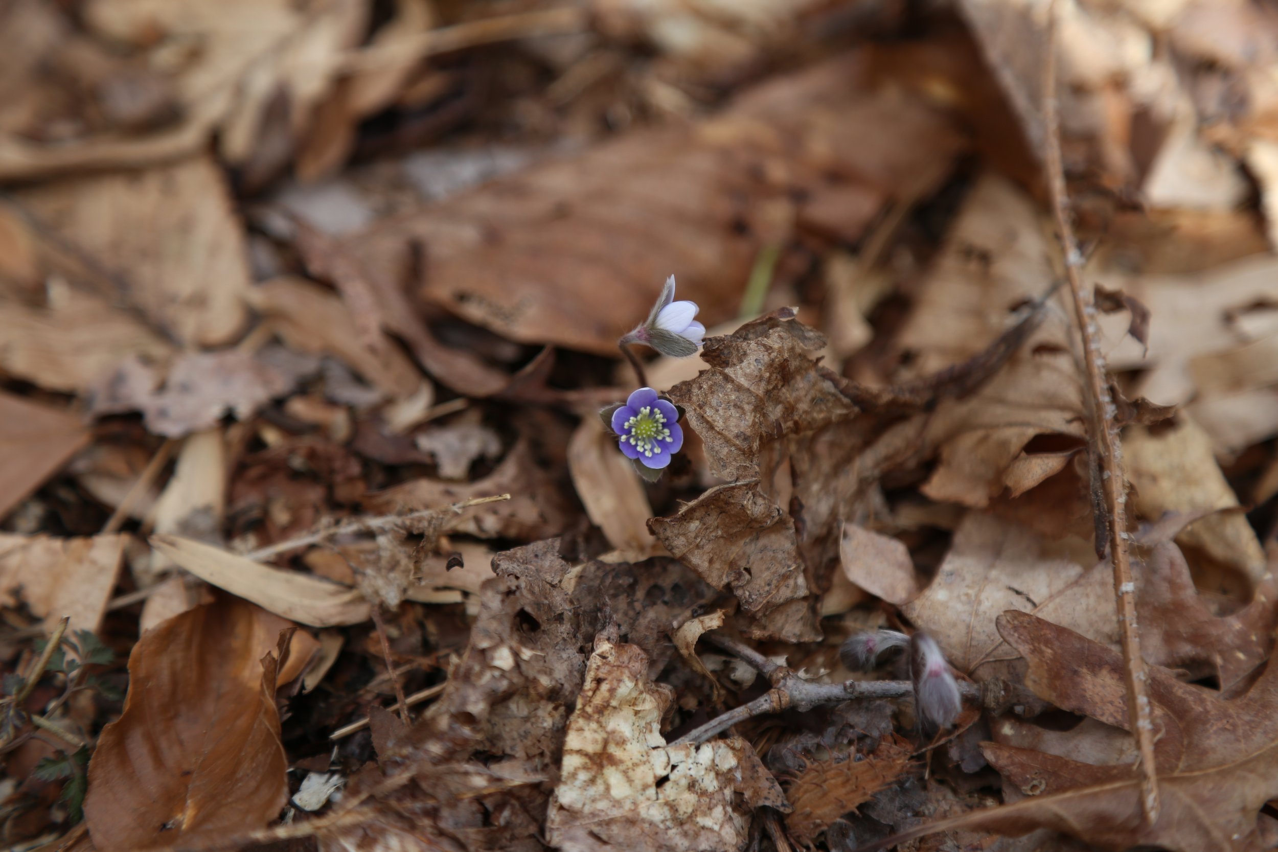  The iNaturalist app suggested round-lobed hepatica  (Hepatica Americana)  as an ID for this tiny flower in the middle of the trail.    