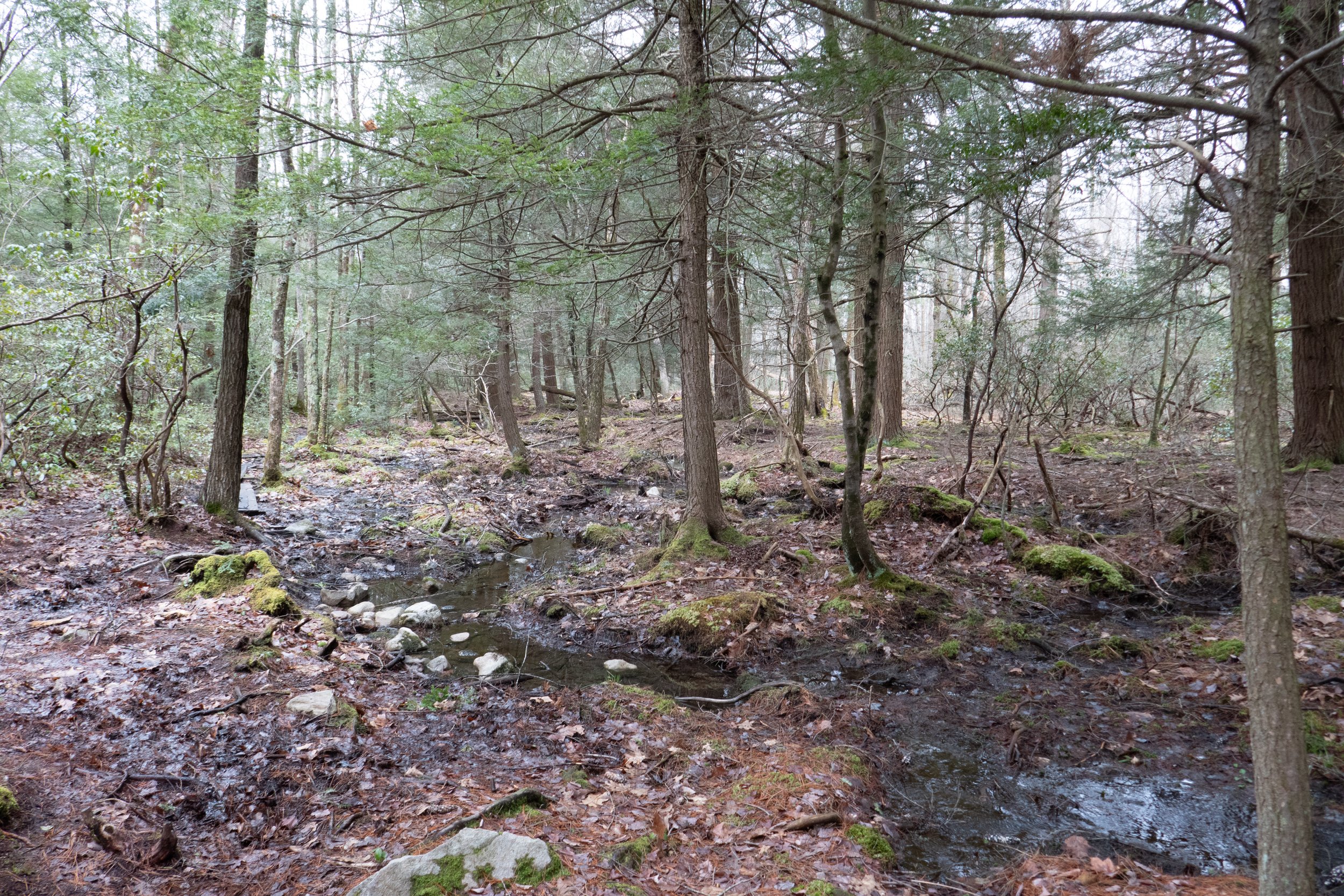  The trail started off muddy in sections. 