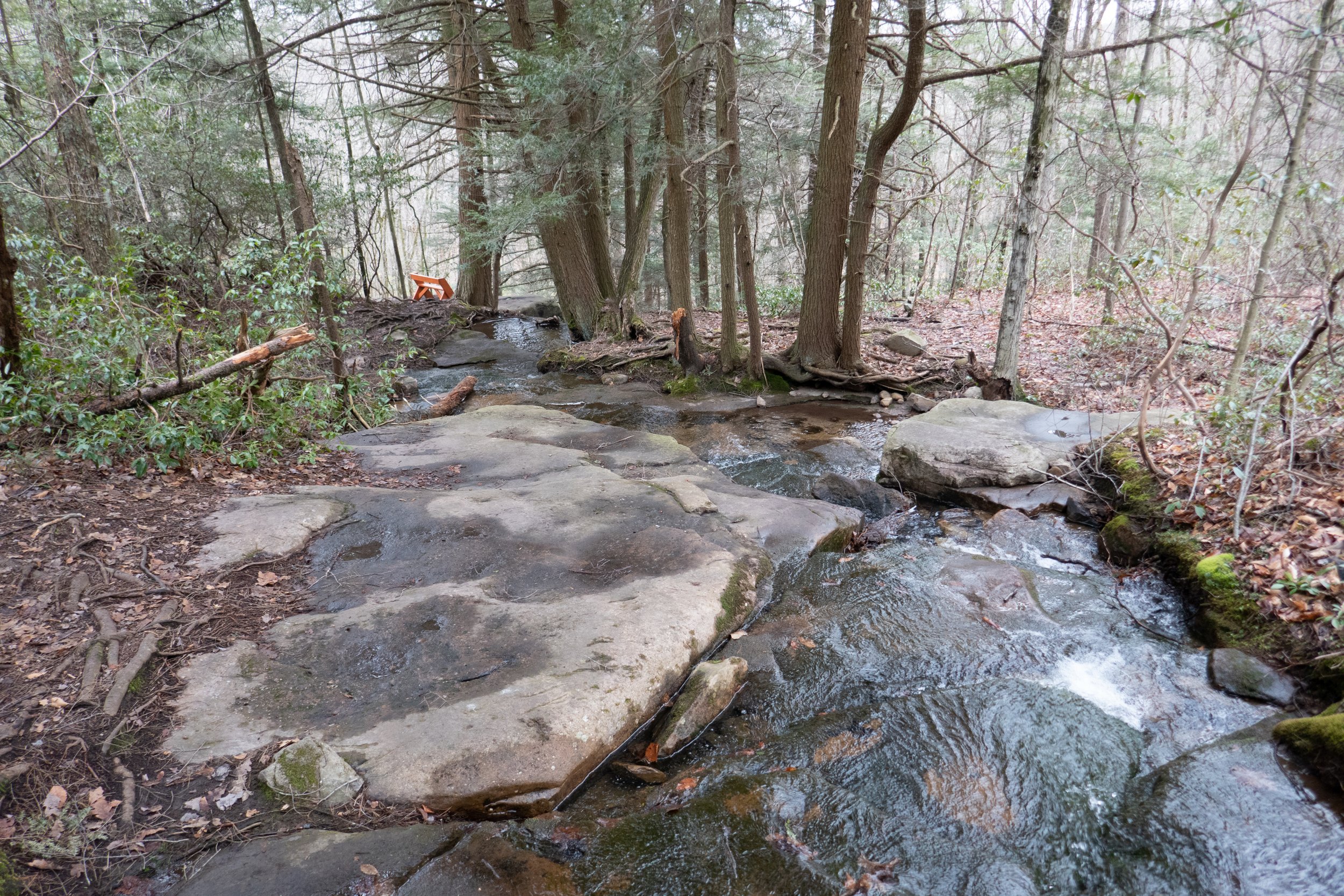  There are new orange benches placed around the preserve.  This one is overlooks the top of the waterfall.  Nice view, but not ideal.  There is no established trail to get to the bench and I think the added foot traffic could spoil the natural beauty