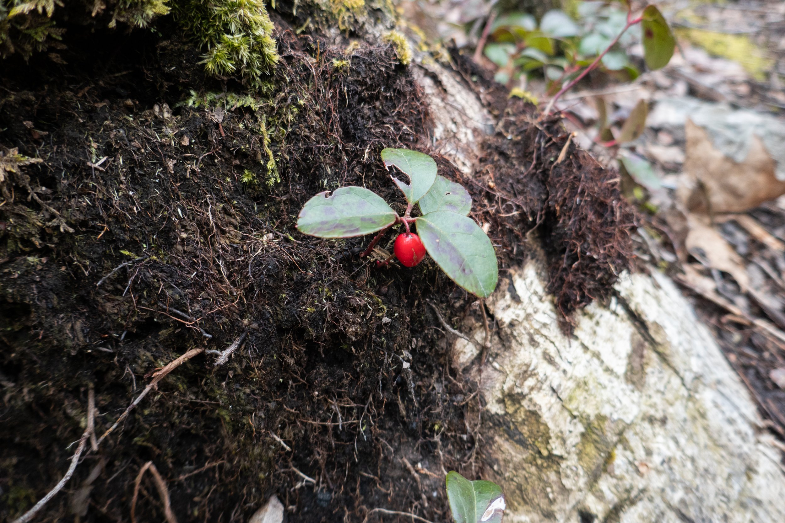  Eastern Teaberry (Gaultheria procumbens) 