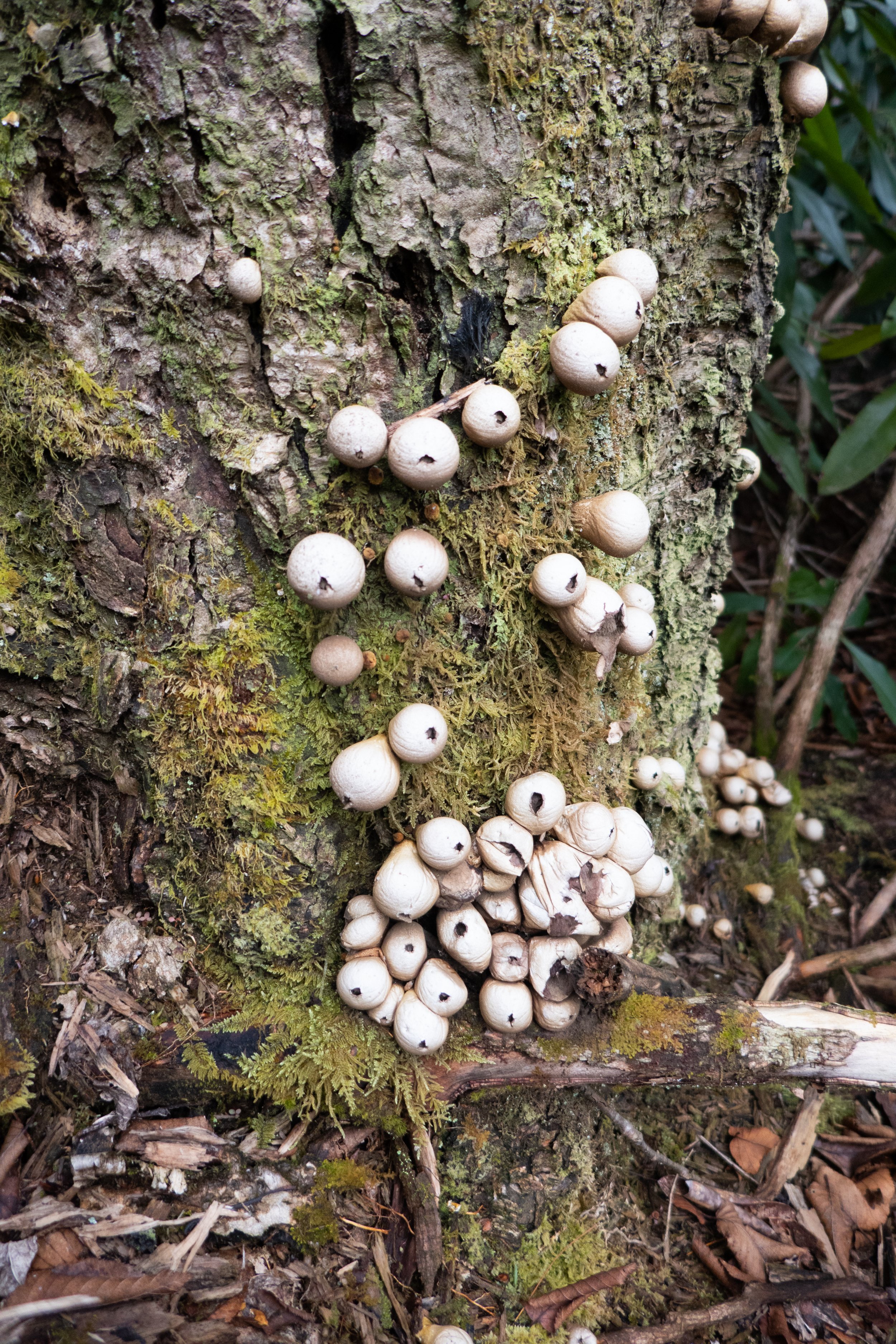  Stump Puffball (Lycoperdon pyriforme) 