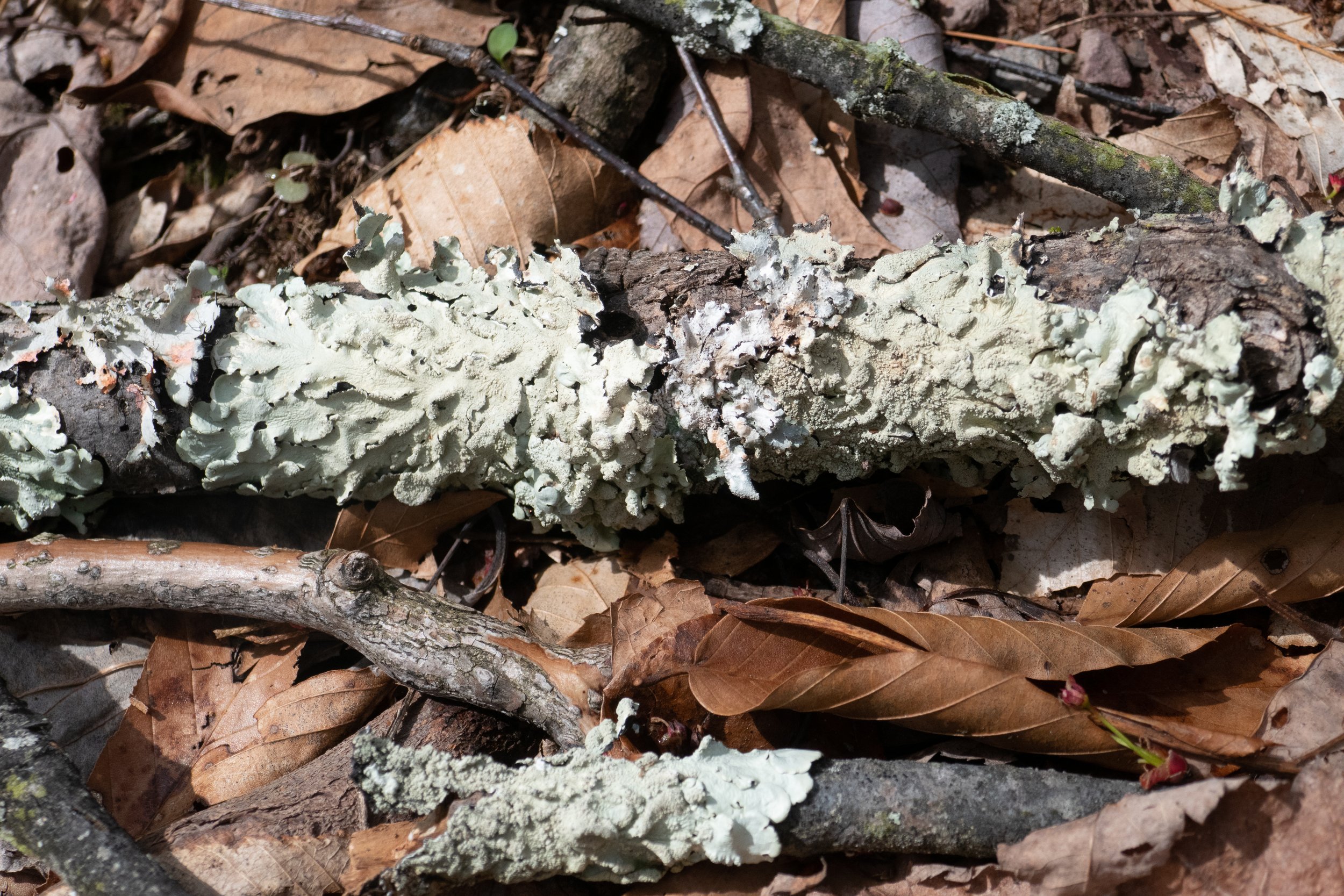  Common Greenshield Lichen (Flavoparmelia caperata) 
