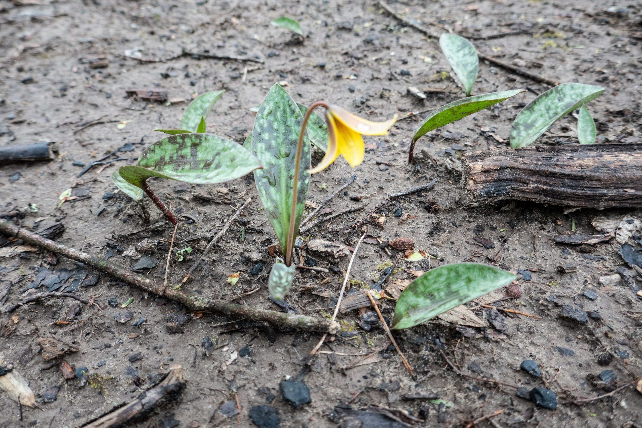  Yellow Trout Lily (Erythronium americanum) 