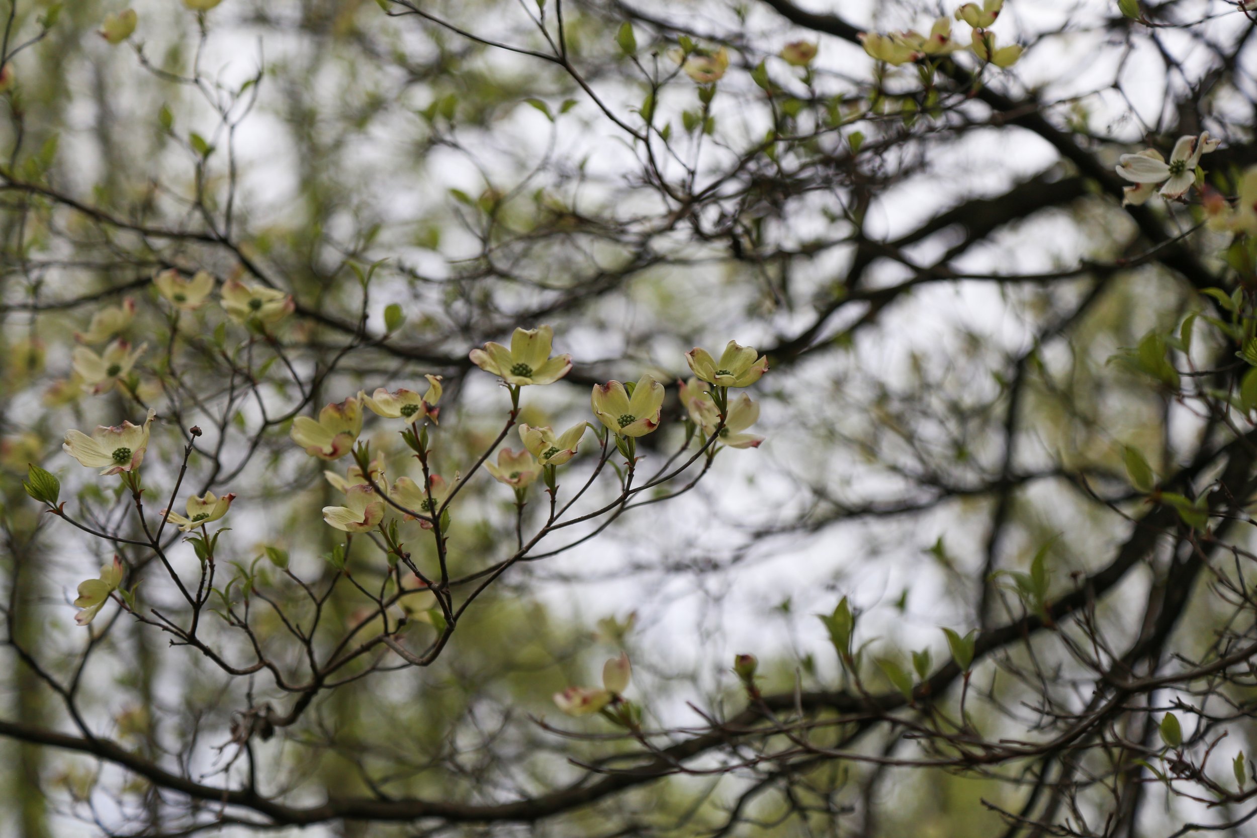  Flowering Dogwood (Cornus florida) 