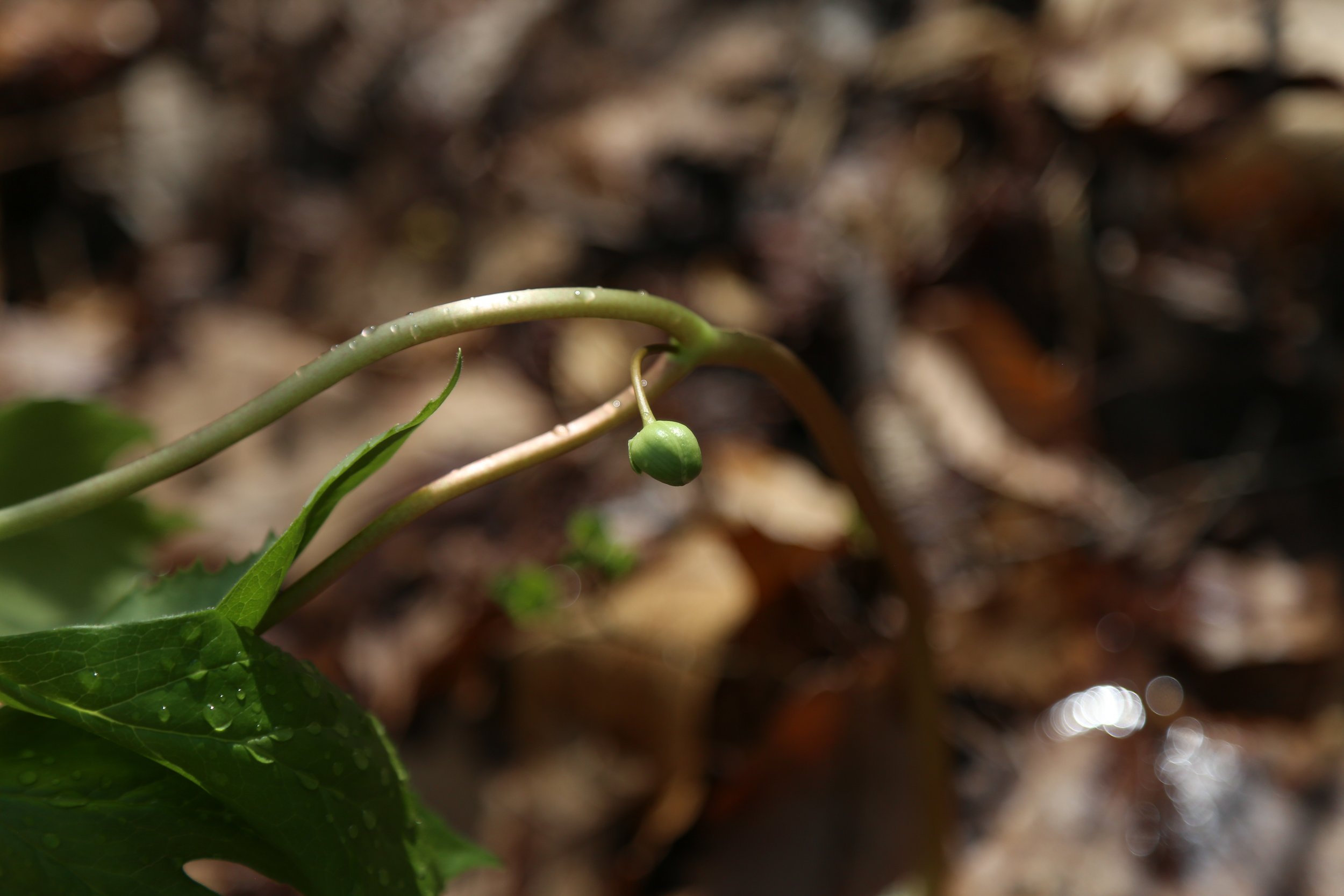  Mayapple (Podophyllum peltatum) 