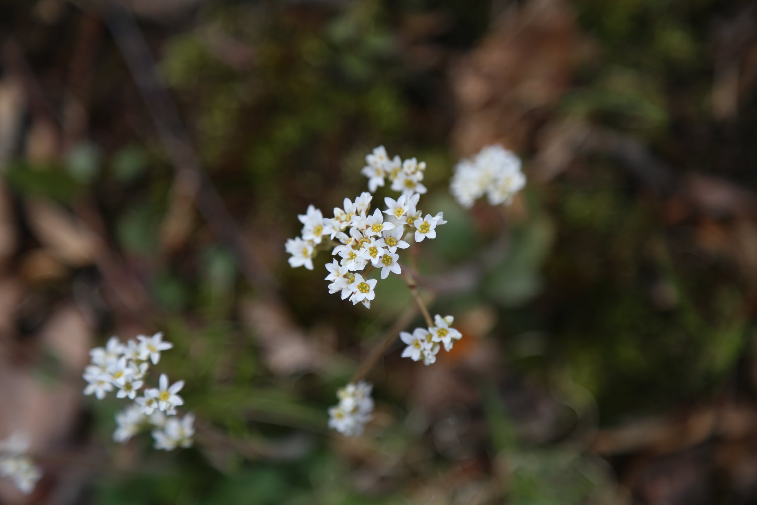  Virginia Saxifrage (Micranthes virginiensis) 