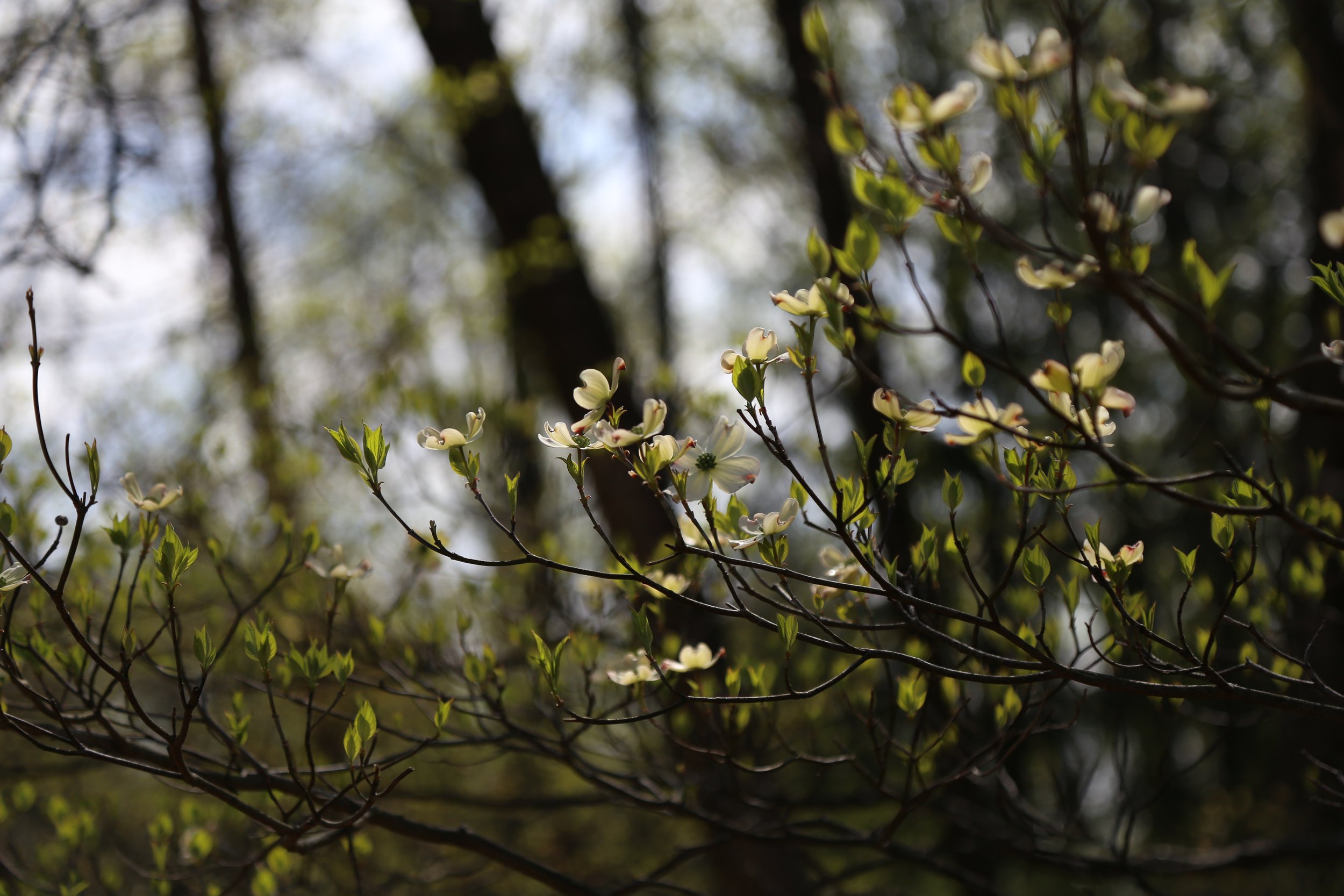  Flowering Dogwood (Cornus florida) 