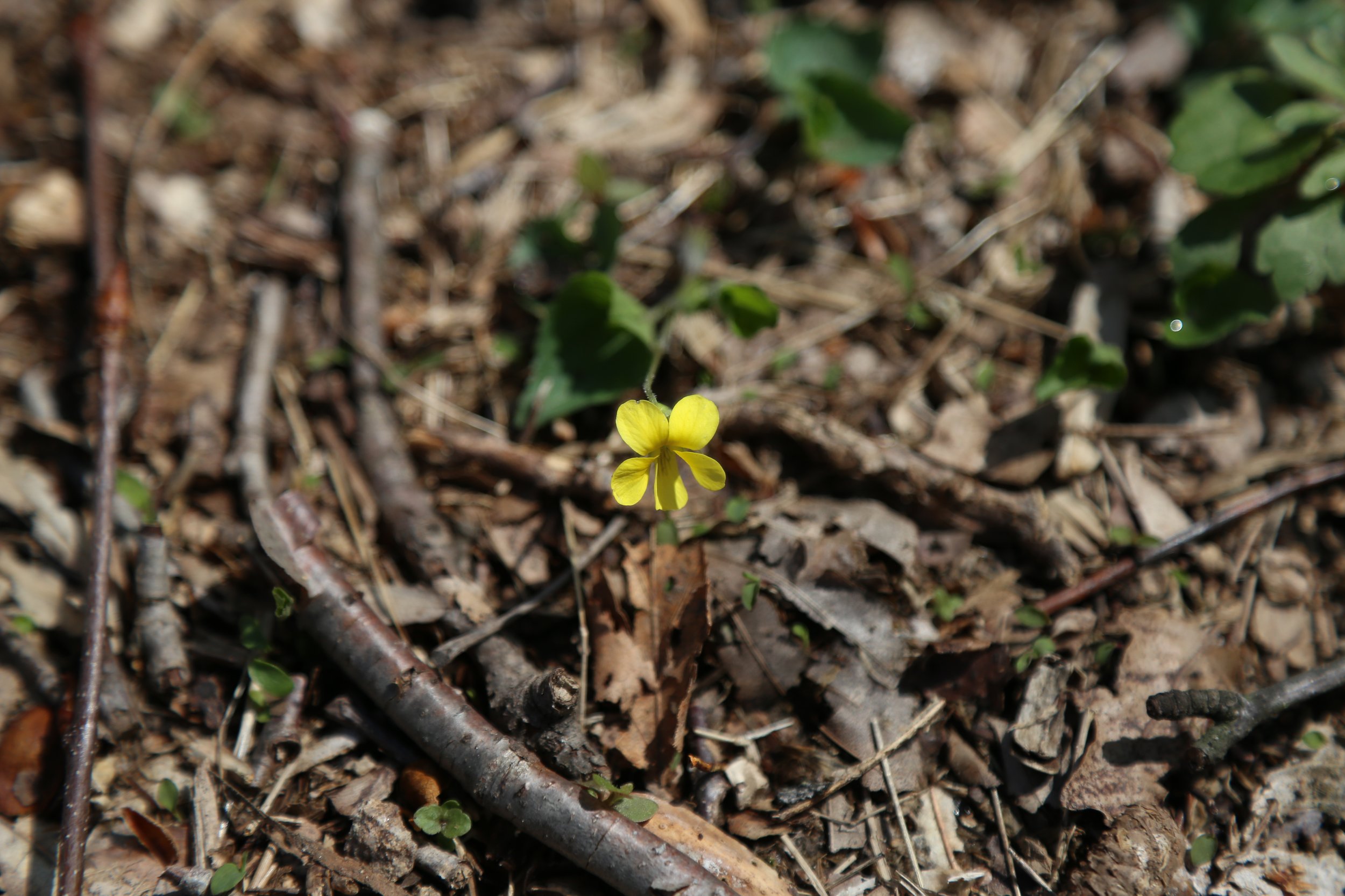  Downy Yellow Violet (Viola pubescens) 