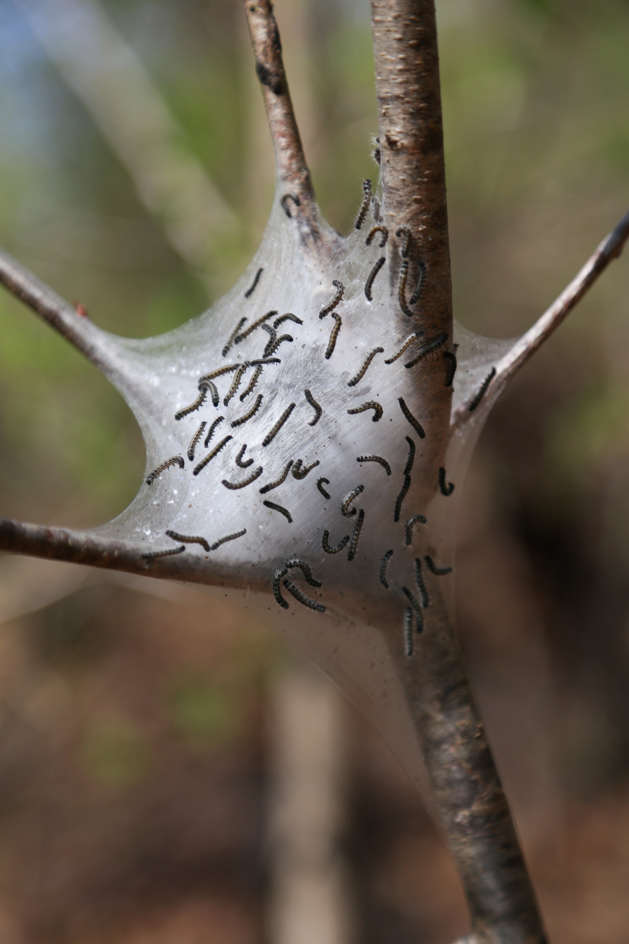  Eastern Tent Caterpillar Moth (Malacosoma americana) 